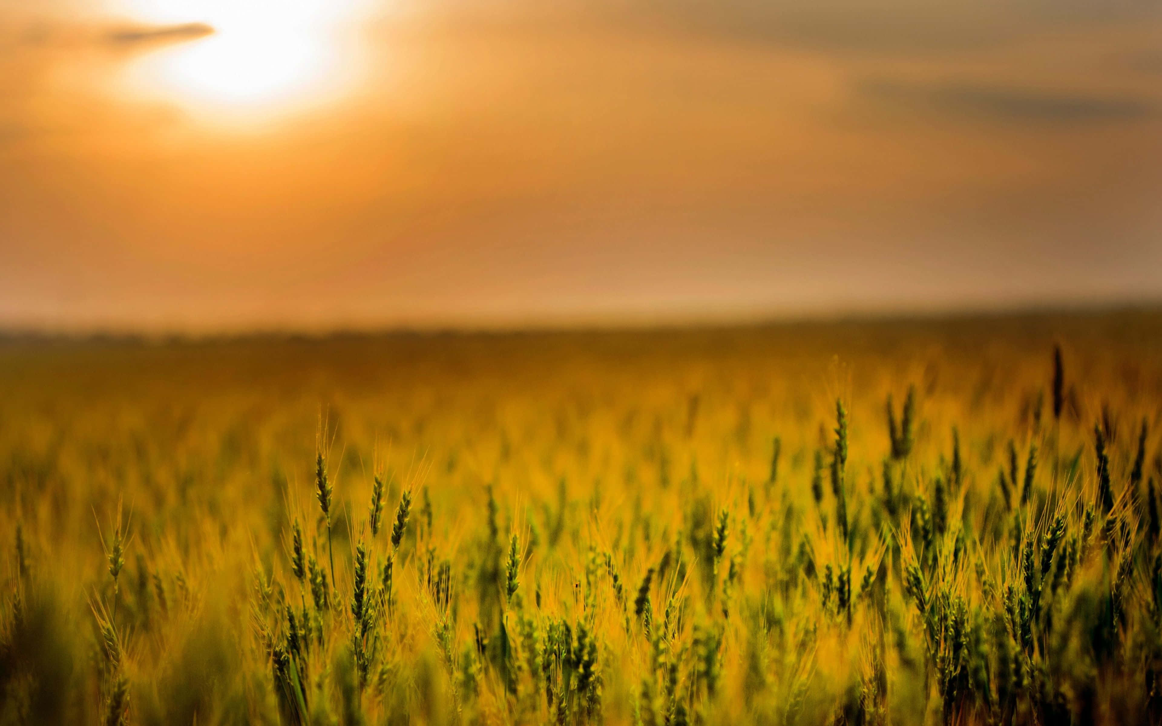 Agriculture 桌布 壁紙 — 金色麥穗在夕陽下溫暖的橙色天空中，於陽光照耀的田野中輕輕搖曳。