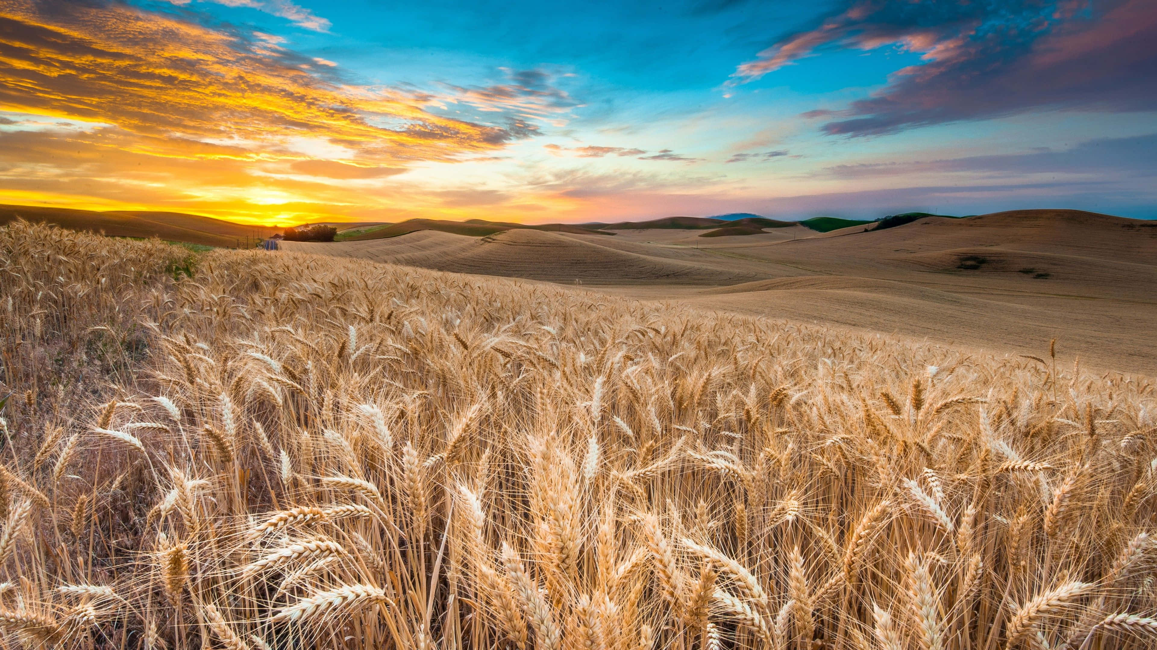 Wheat 桌布 壁紙 — 金色麥穗在廣闊田野中搖曳，天空是戲劇性的日落，帶有橙色雲彩和藍色漸變。