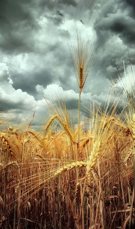 Wheat 桌布 壁紙 — 金色麥穗在戲劇性的多雲天空下搖曳，黑暗的暴風雲籠罩著。