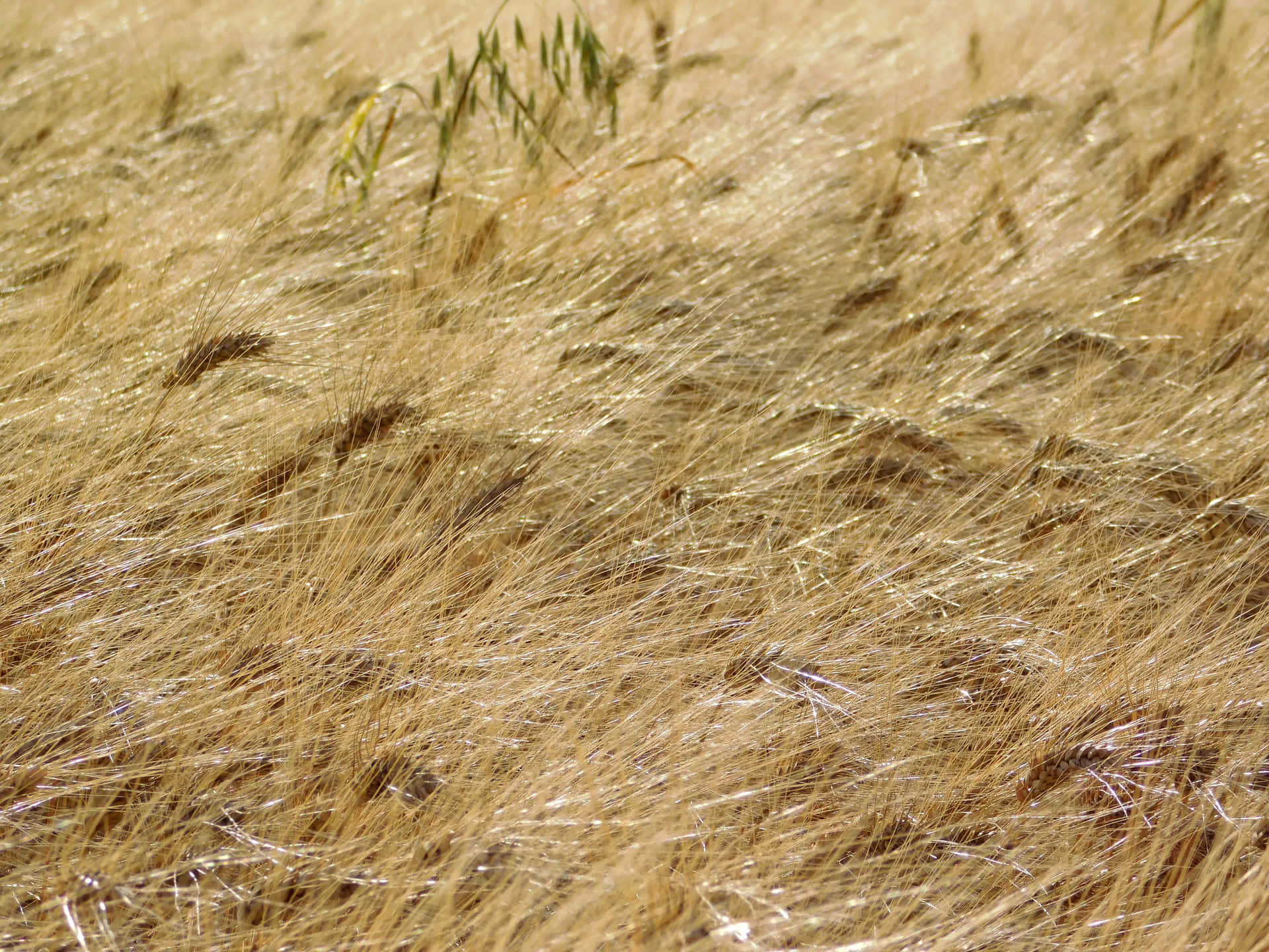 Wheat field 壁紙 — 金色麥穗在明媚陽光下隨微風輕輕搖曳，幾片綠葉探出頭來。