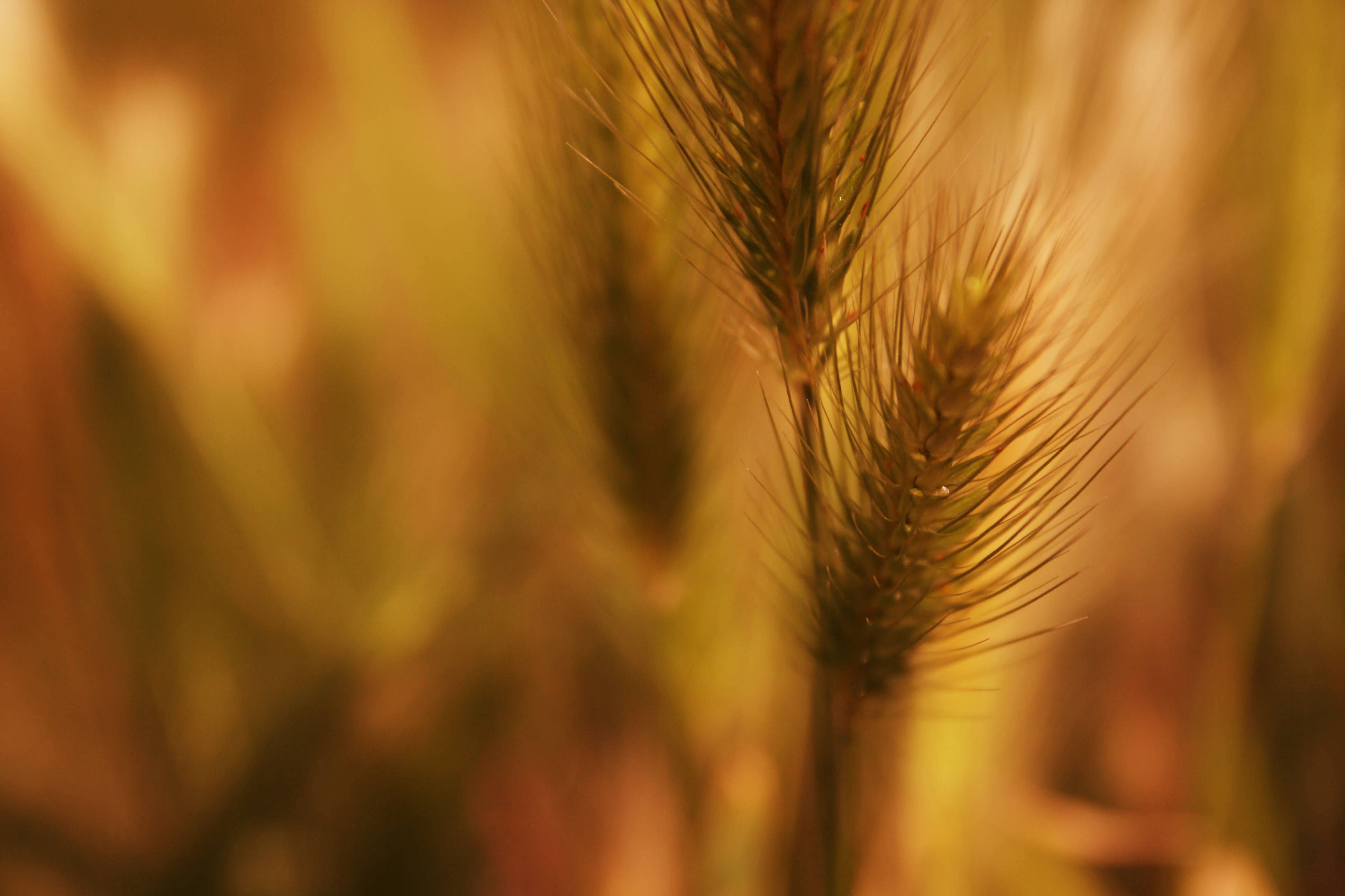 Wheat Field 桌布 壁紙 — 金色麥穗在柔和陽光下溫暖地發光，淺景深強調了細膩的質感。