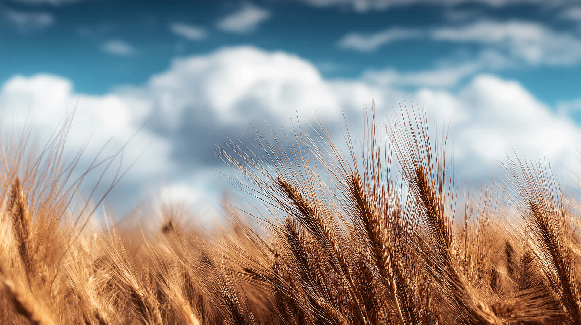 Ripe Wheat Stalks Against a Blurred Cloudy Sky Background 壁紙 — 金色麥穗在柔軟的白雲和深藍色天空的背景下輕輕搖曳。