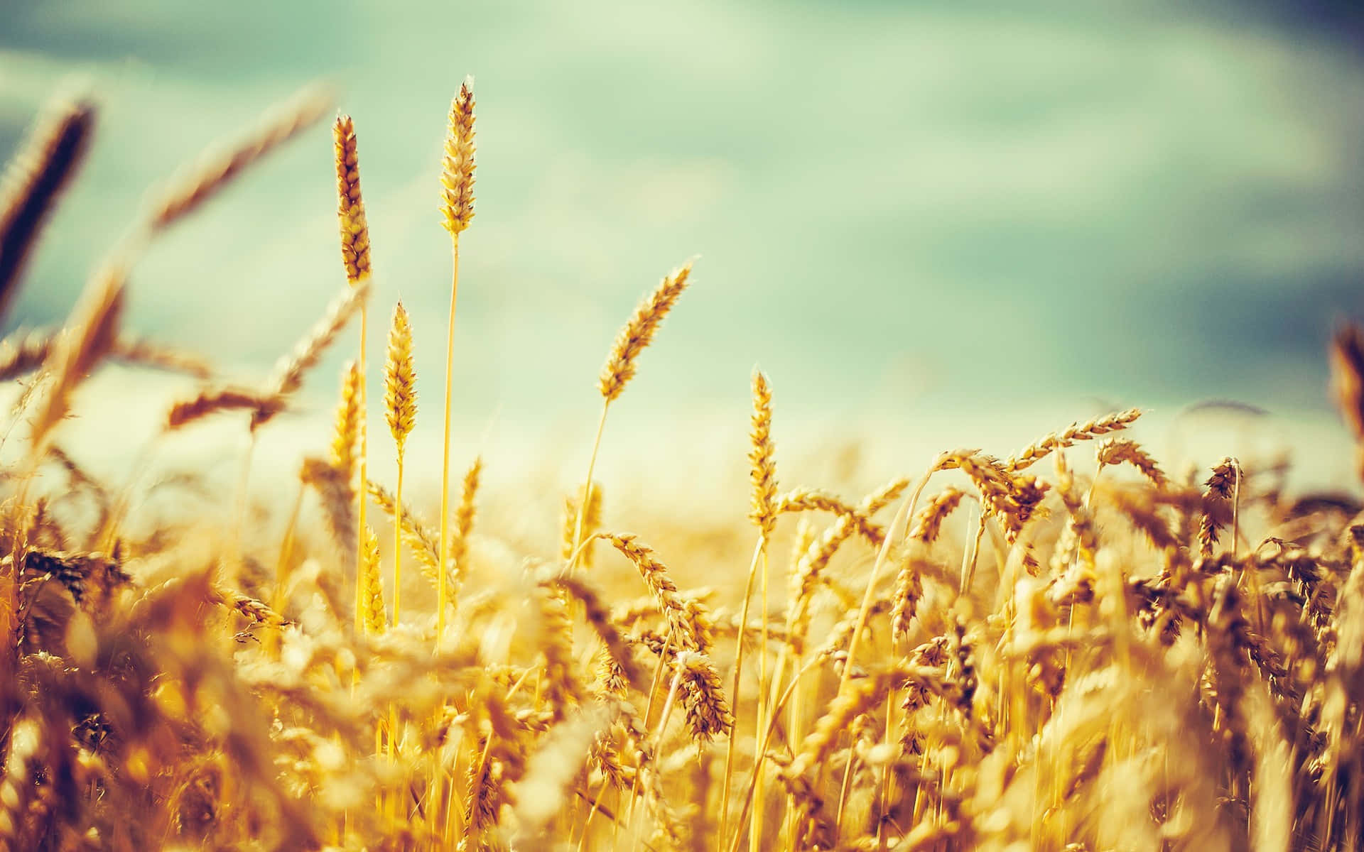 Wheat Harvest 桌布 壁紙 — 金色麥穗在溫暖陽光下，襯著柔和青綠色天空，在陽光明媚的田野中輕輕搖曳。