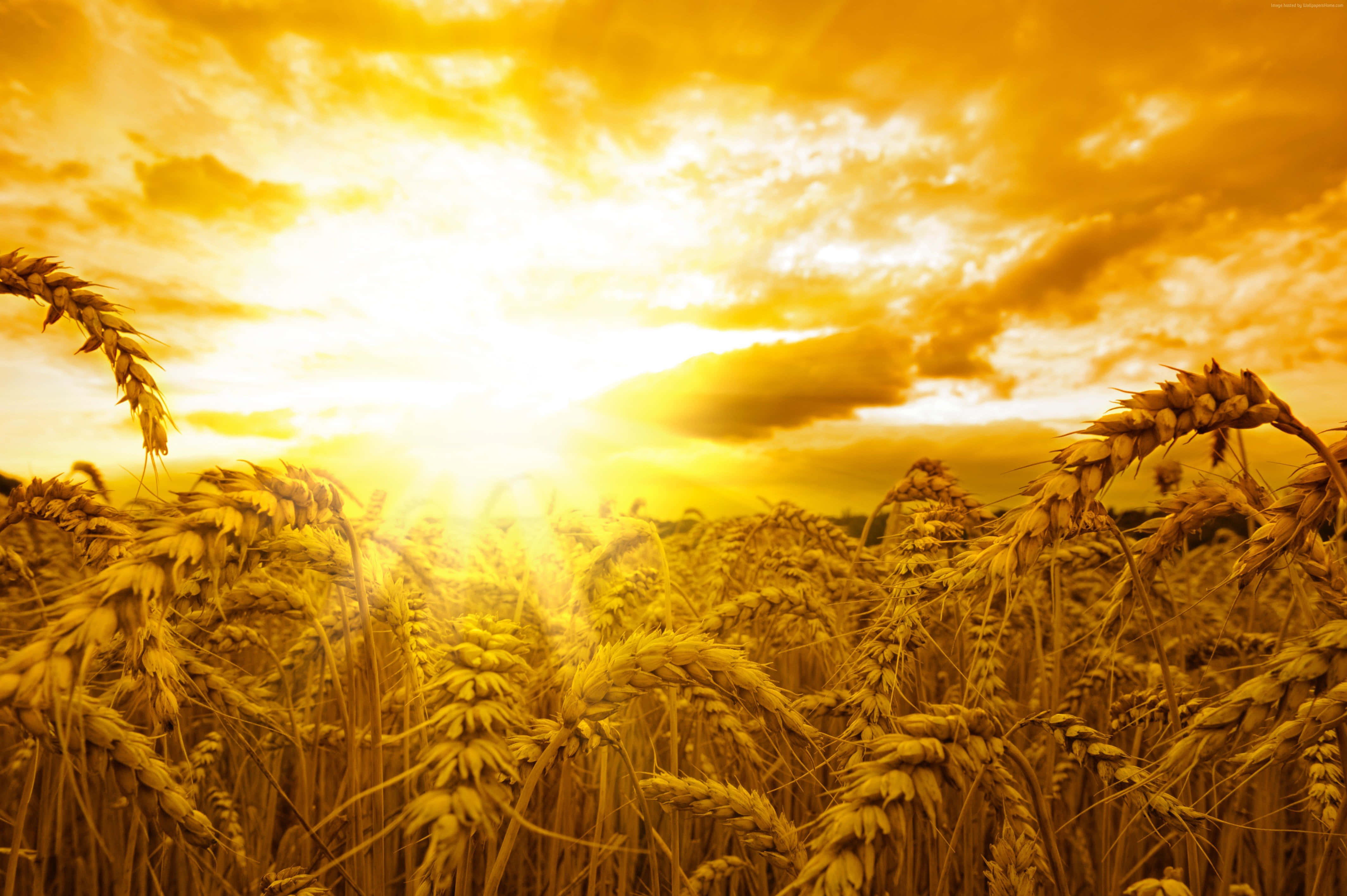 Wheat 桌布 壁紙 — 金色麥穗在燦爛的日落天空下搖曳，伴隨著發光的雲彩和溫暖的光線。