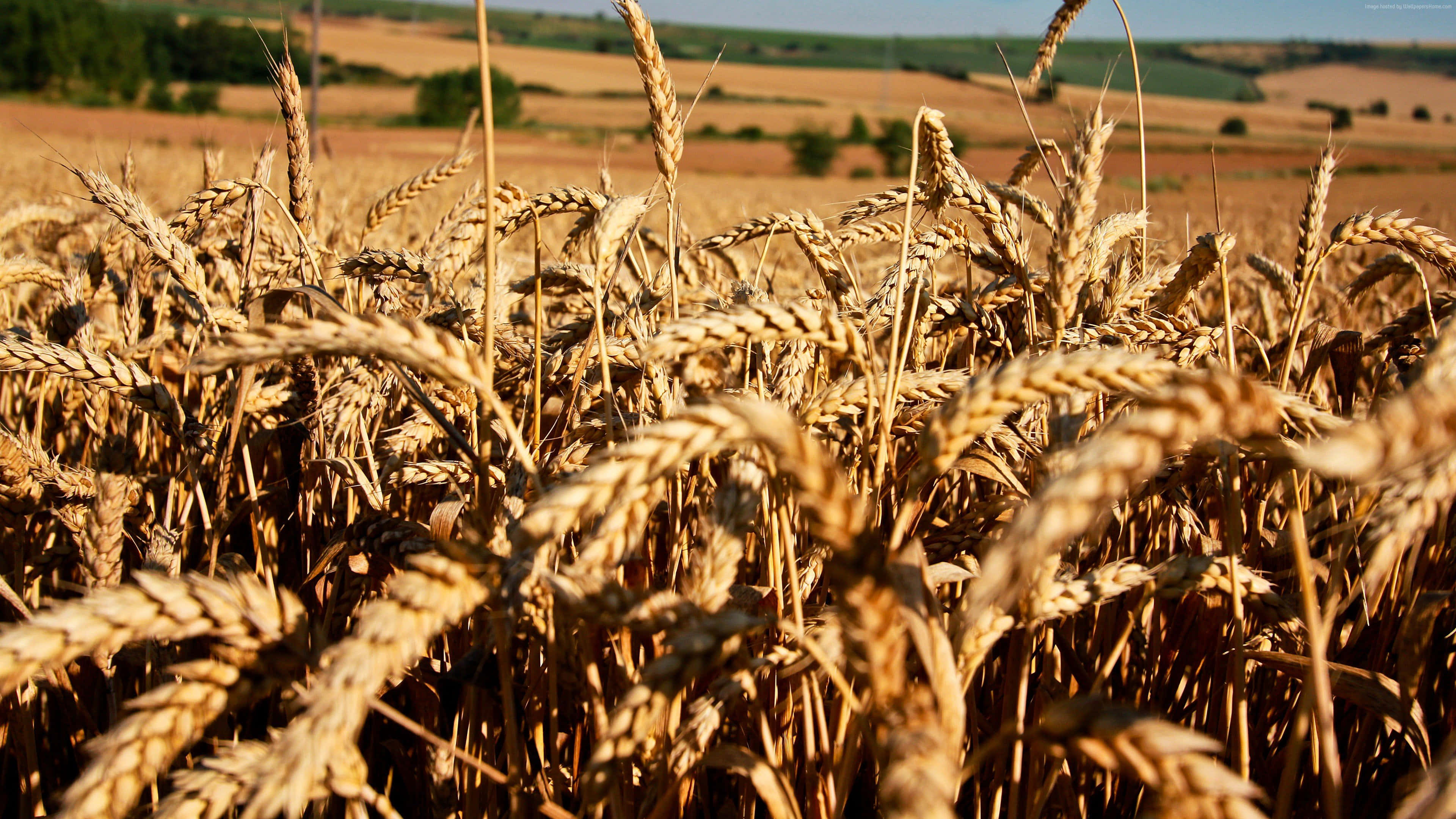 Wheat 桌布 壁紙 — 金色麥穗在陽光明媚的田野中輕輕搖曳，背景是連綿起伏的山丘和遠處的樹木，天空清澈湛藍。