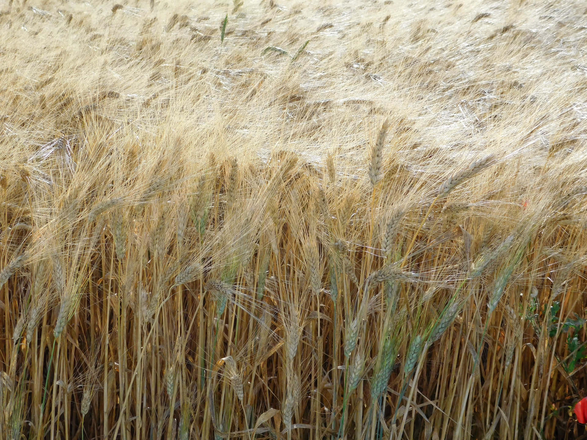 Wheat field 壁紙 — 金色麥穗在陽光明媚的田野中輕輕搖曳，右下角有一朵紅色罌粟花探出頭來。