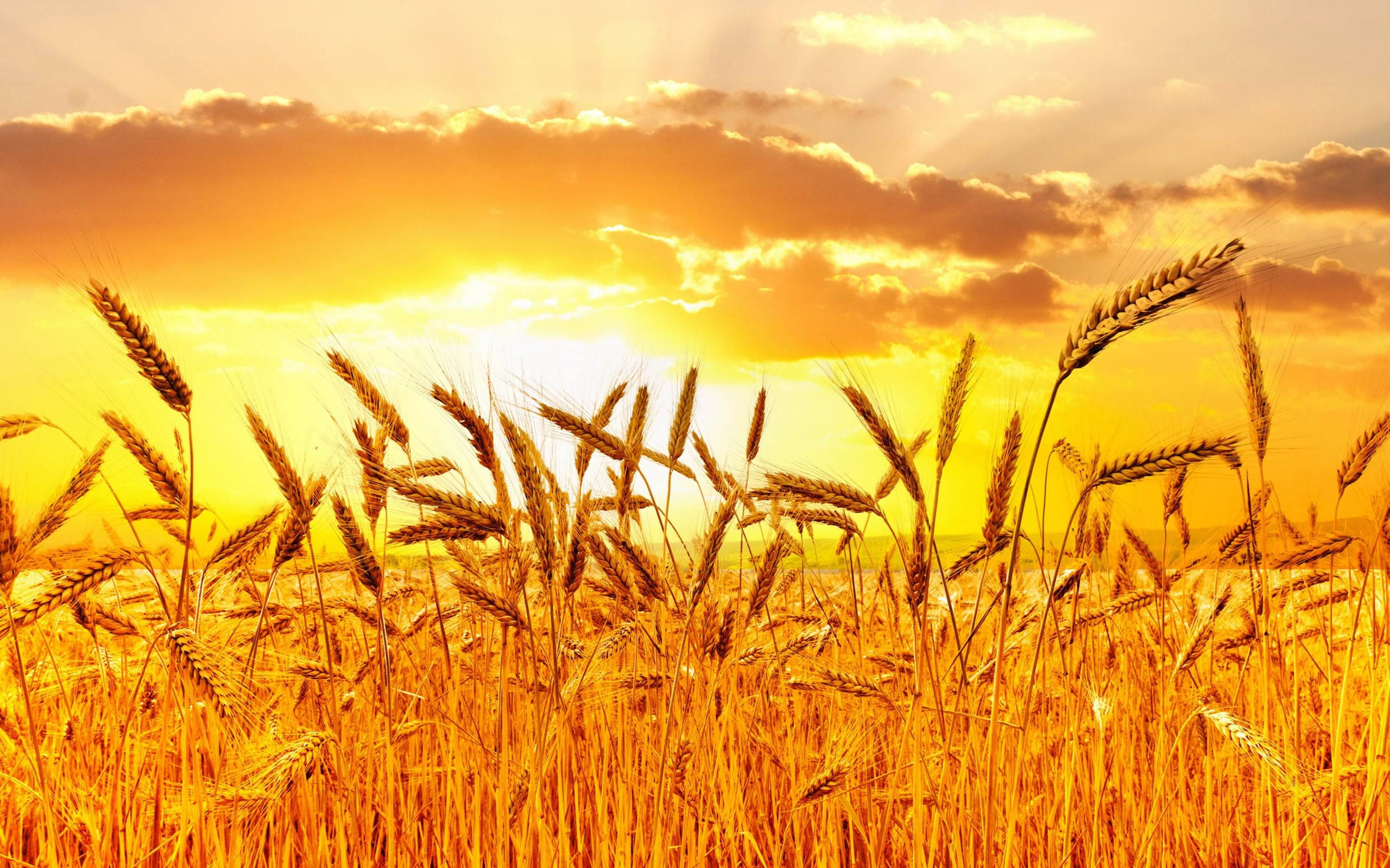 Wheat Field 桌布 壁紙 — 金色麥穗在陽光照耀的田野中搖曳，背景是溫暖的橙色日落天空，伴有柔軟的雲朵。