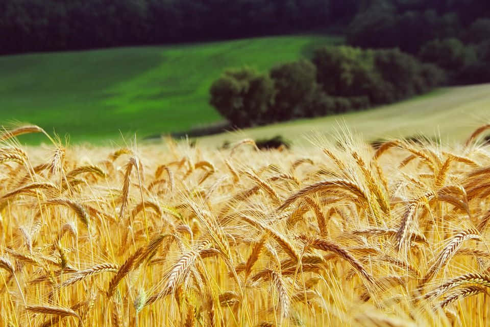 Wheat 桌布 壁紙 — 金色麥穗在陽光照耀的田野中搖曳，背景是連綿起伏的綠色山丘和深色樹木。