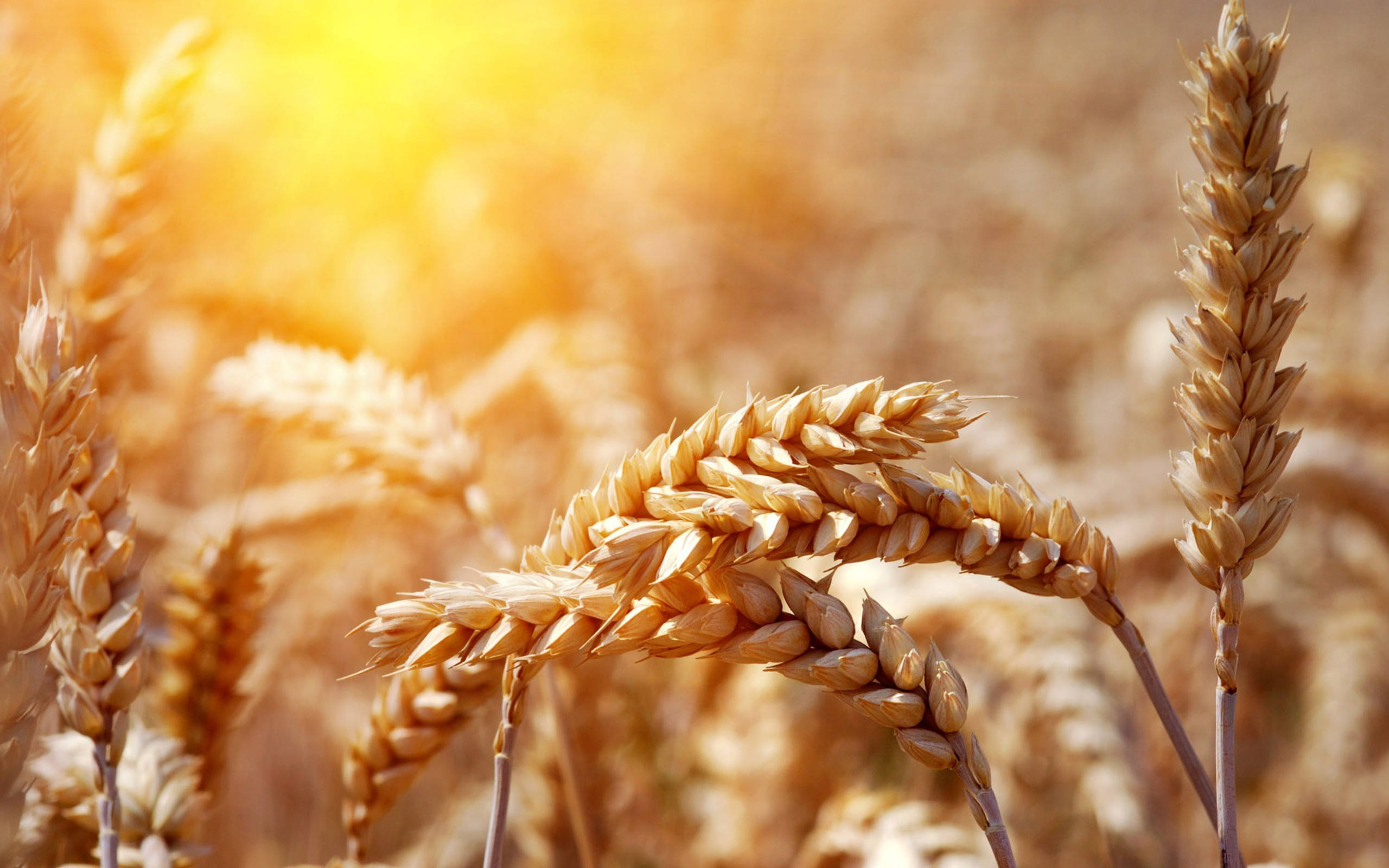 Wheat Field 桌布 壁紙 — 金色麥穗在陽光照耀的田野中輕輕搖曳，溫暖的逆光營造出柔和發光的效果。