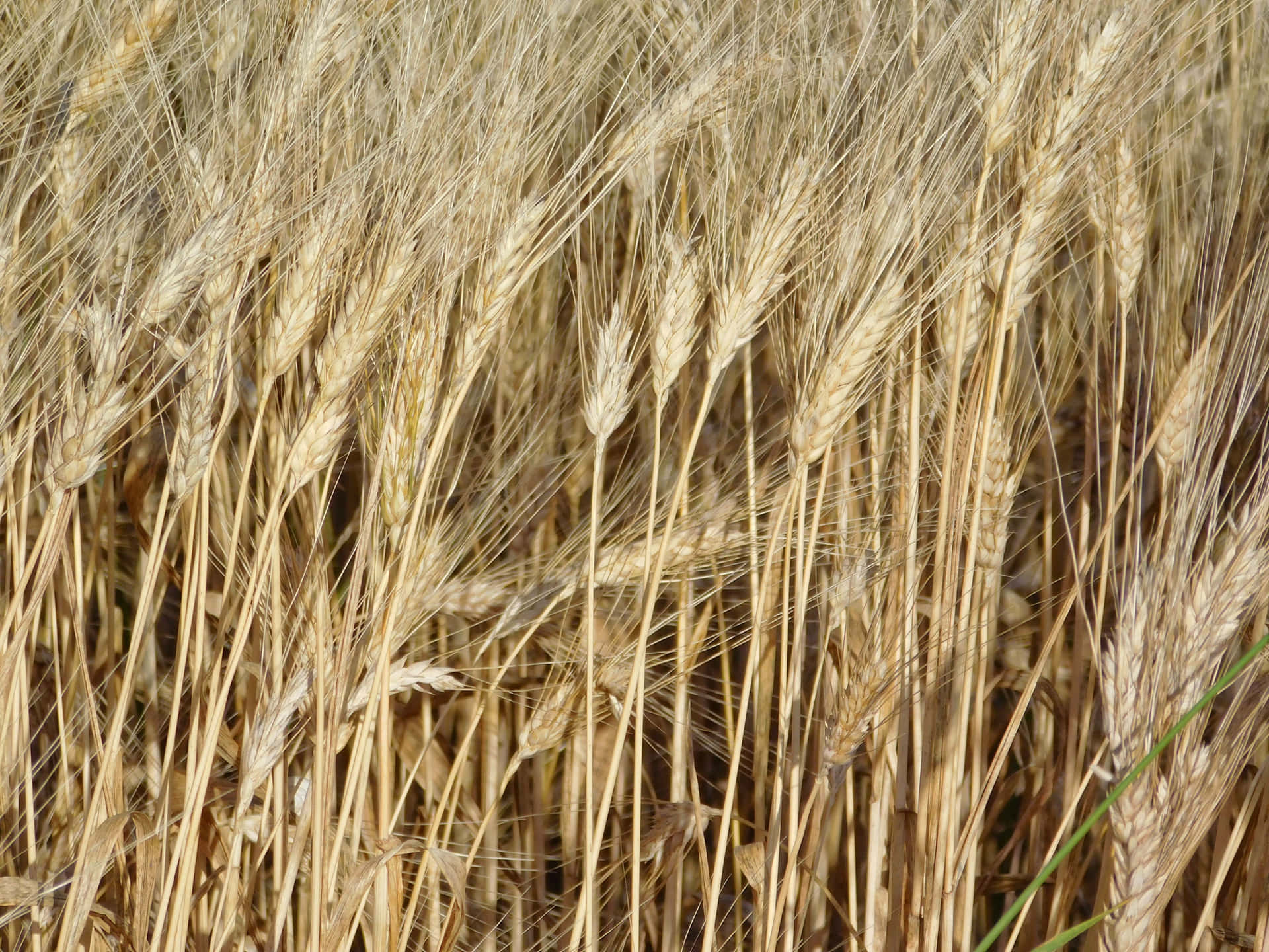 Wheat field 壁紙 — 金色麥穗在陽光照耀的田野中輕輕搖曳，細節紋理豐富，色調溫暖樸實。