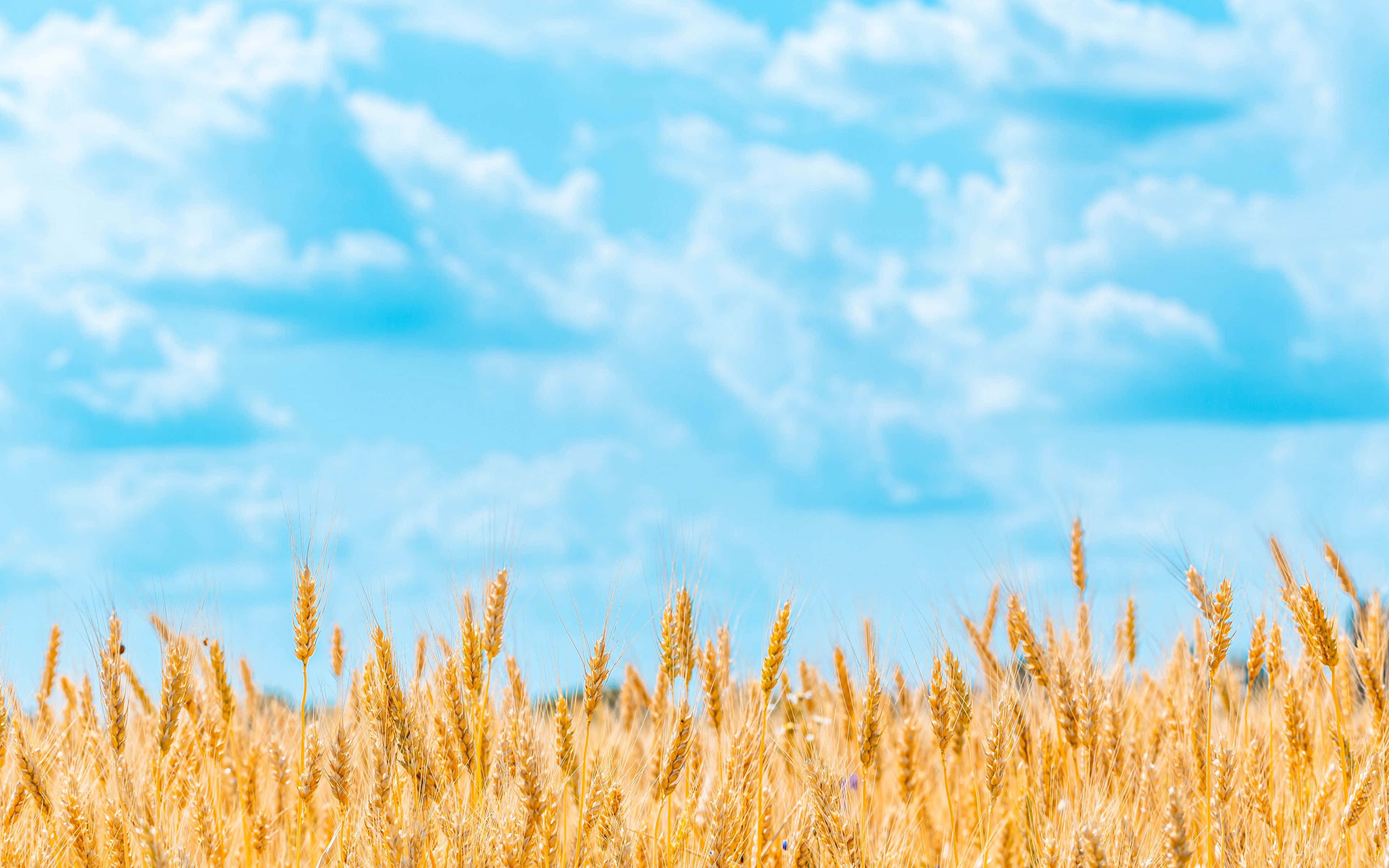 Wheat 桌布 壁紙 — 金色麥穗在點綴著蓬鬆白雲的明亮藍天下輕輕搖曳。