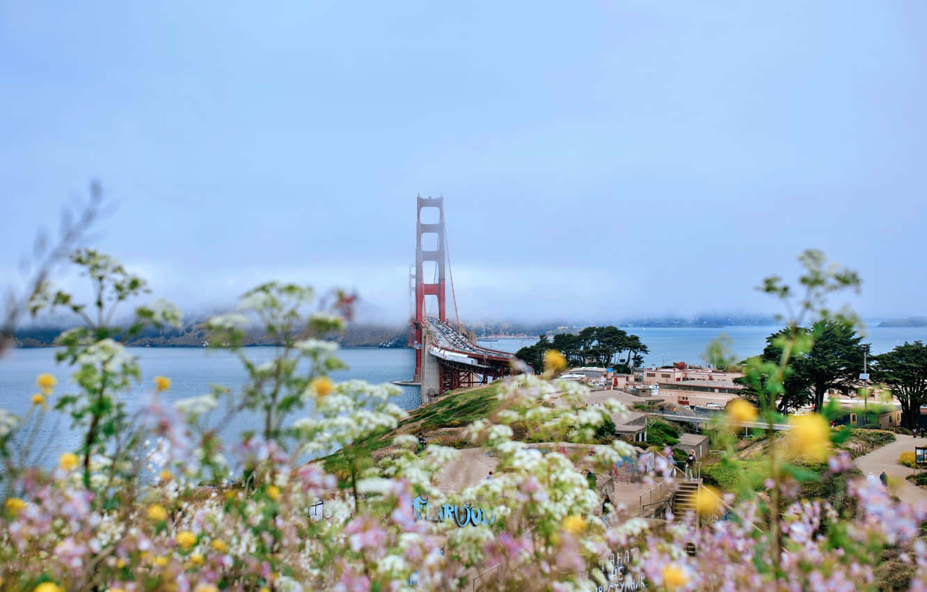 California Summer 桌布 壁紙 — 金門大橋聳立在薄霧籠罩的海灣上，前景是柔和焦點的鮮豔野花。