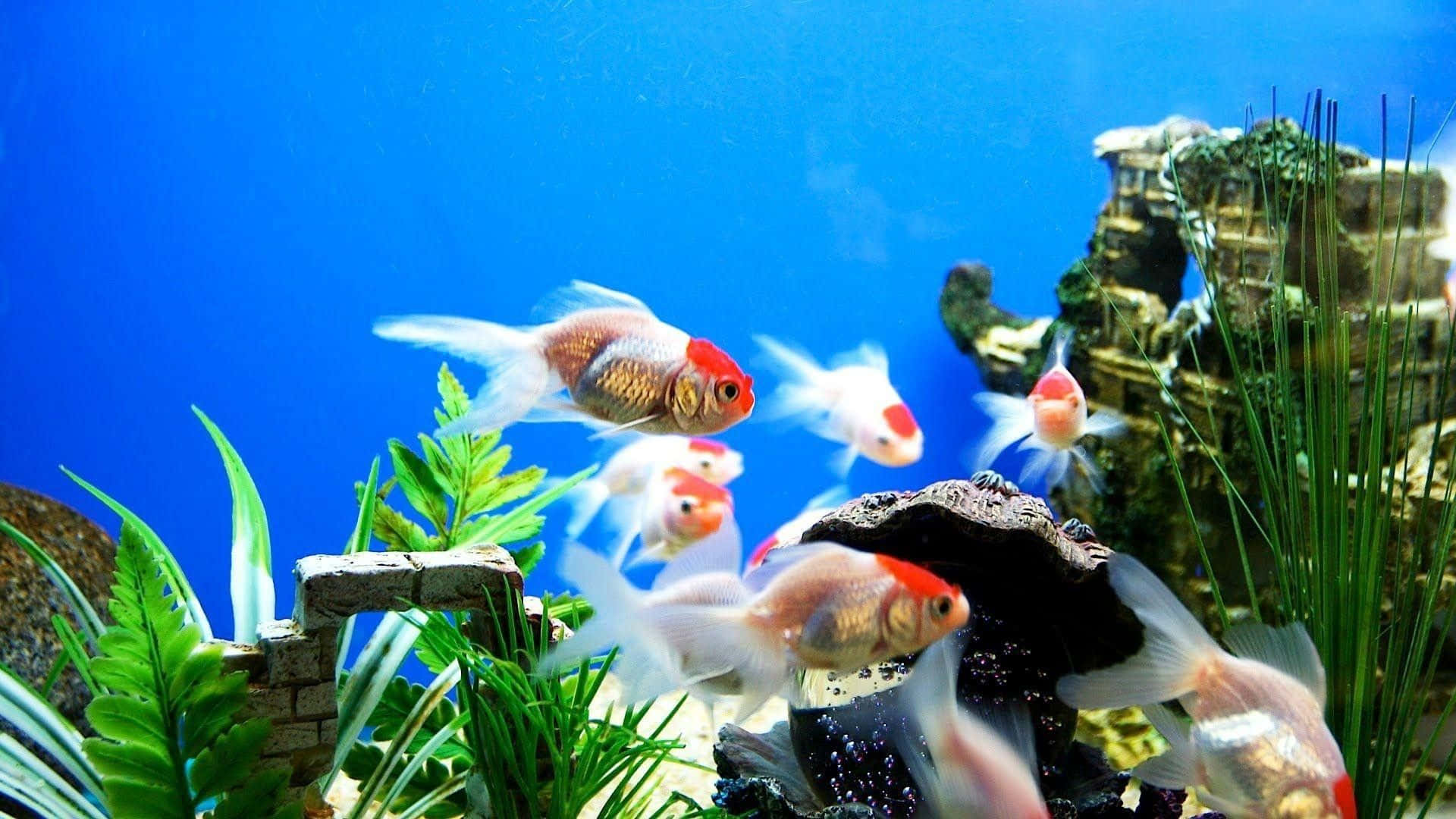 水下動畫 桌布 壁紙 — 金魚在鮮藍色的水族箱中，於綠色植物和岩石間優雅地游動。