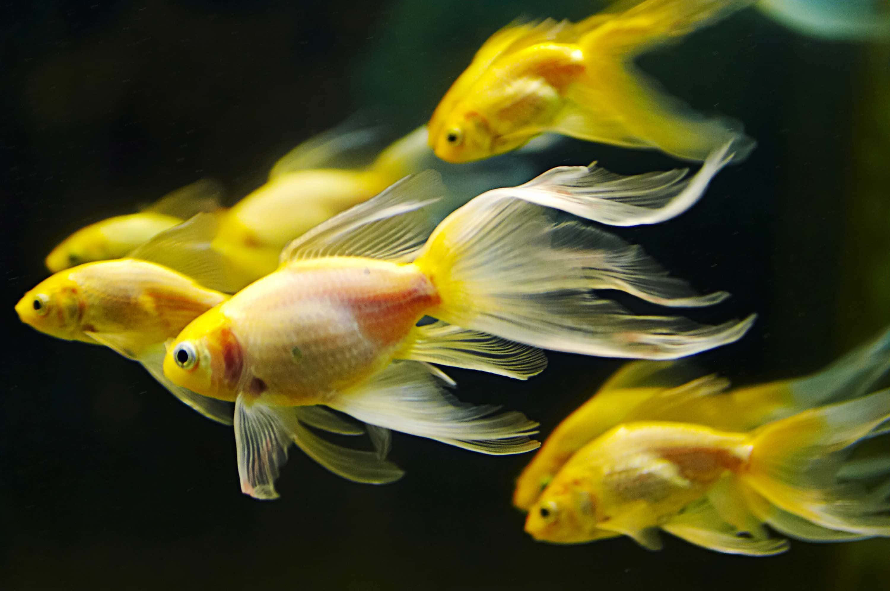 Fish Desktop 桌布 壁紙 — 金魚在黑暗的水中優雅地游動，流動的白色魚鰭營造出寧靜的水下芭蕾。