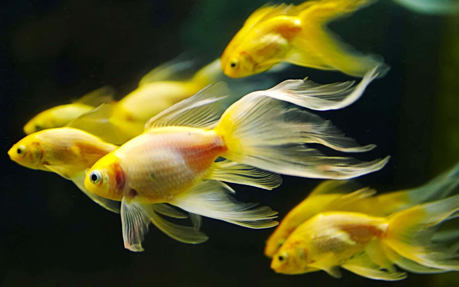 3d Fish 桌布 壁紙 — 金魚在黑暗的水中優雅地游動，流暢的魚鰭創造出寧靜的水下芭蕾。