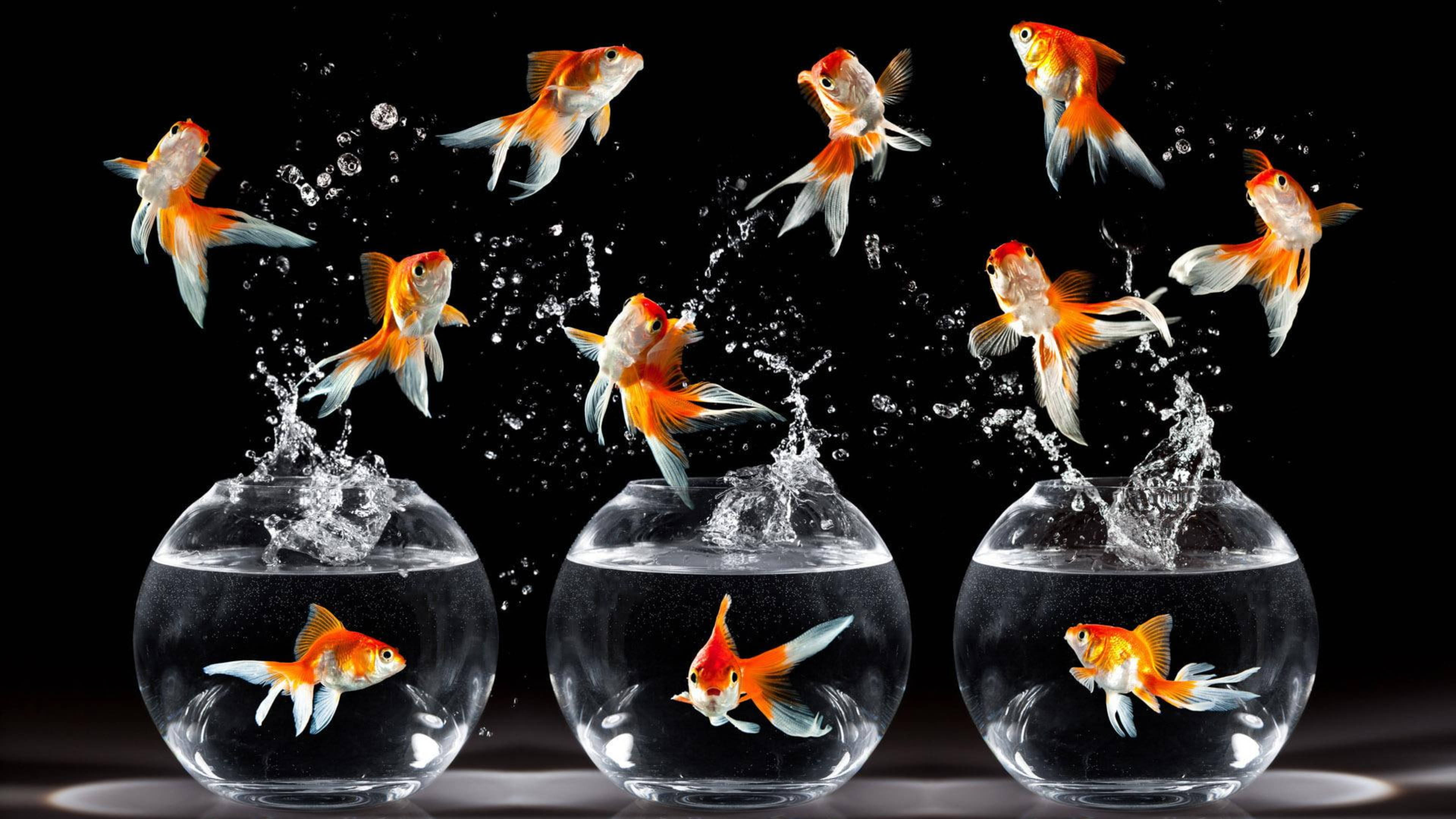 Goldfish 桌布 壁紙 — 金魚從三個玻璃碗中戲劇性地跳出，黑色背景上水花四濺。