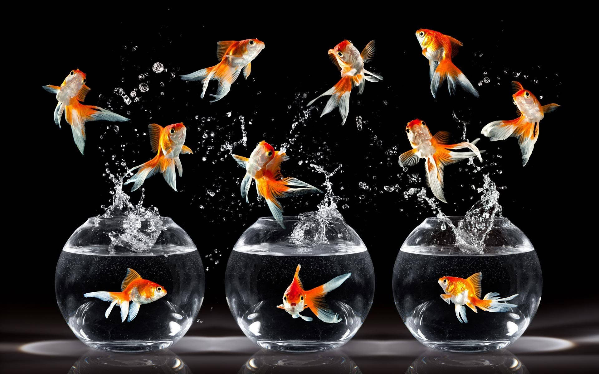 魚 桌布 壁紙 — 金魚從玻璃碗中戲劇性地躍出，在純黑背景上濺起水花。