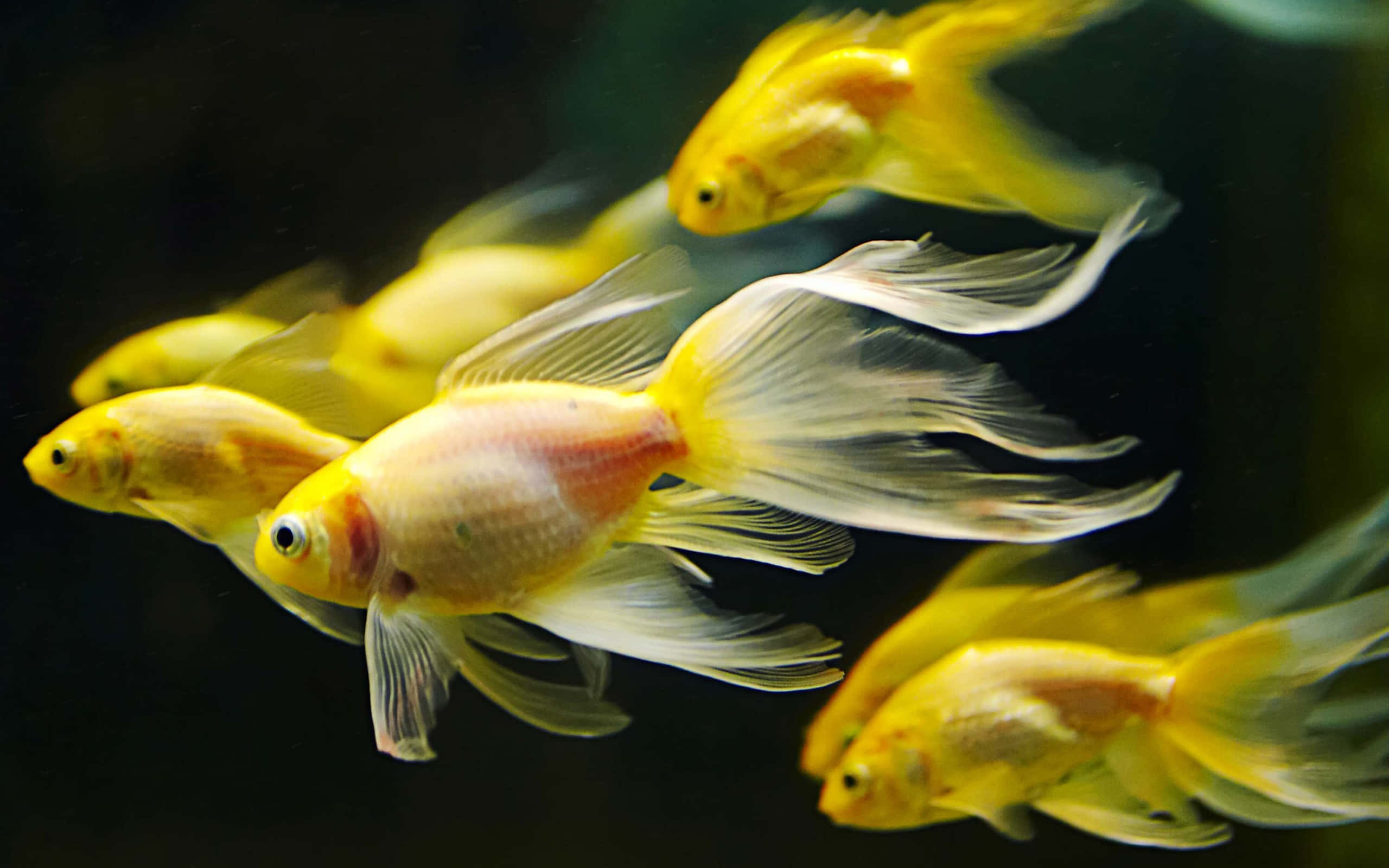 Goldfish 桌布 壁紙 — 金魚擁有流暢的魚鰭，在黑暗的水中優雅地游動，營造出寧靜的水下芭蕾。