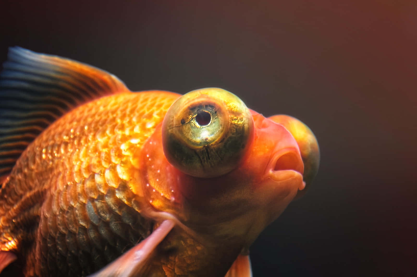 Goldfish 桌布 壁紙 — 金魚特寫，眼睛突出，橙色鱗片，背景為深色漸變。