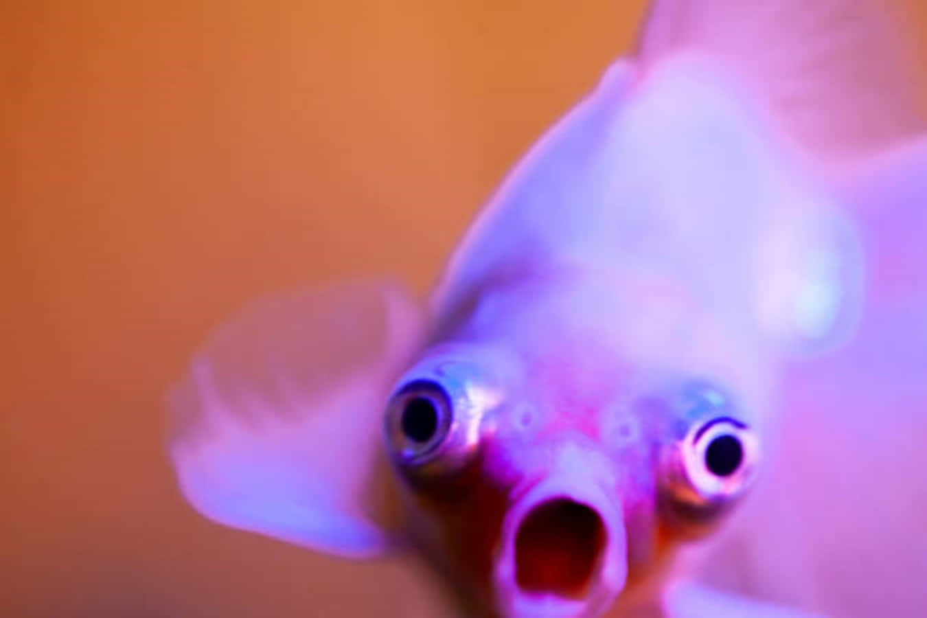 動物 桌布 壁紙 — 金魚的特寫，眼睛睜大，嘴巴張開，在紫色和橙色燈光下發光。
