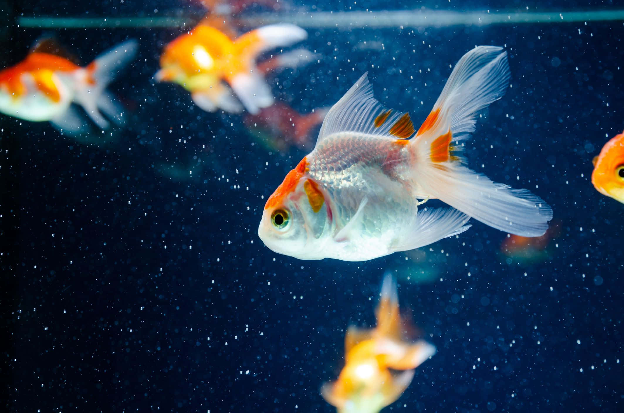金魚背景 壁紙