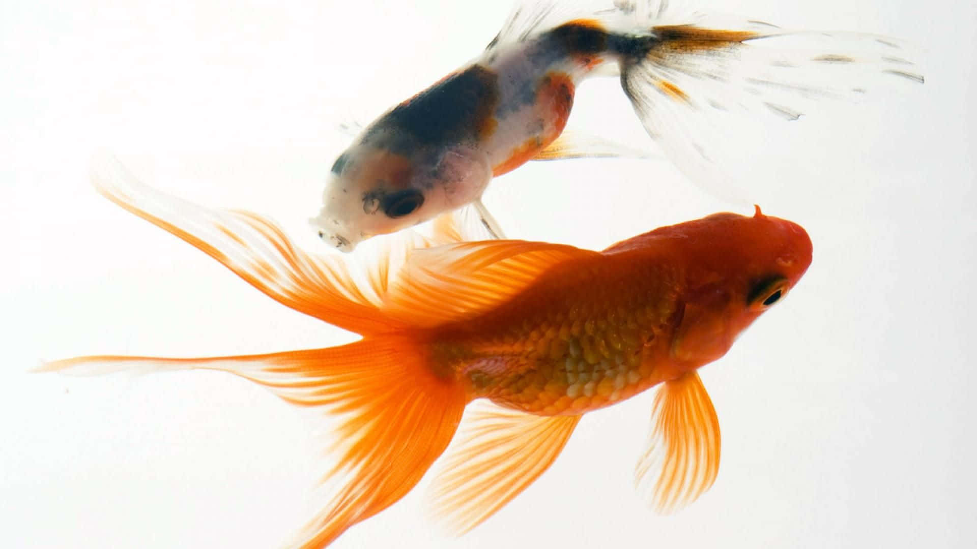 金魚背景 壁紙