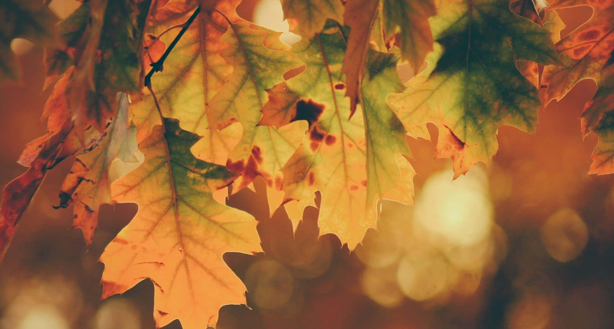Autumn Fall 桌布 壁紙 — 金黃色和綠色的楓葉在柔和散景背景下捕捉溫暖的陽光。