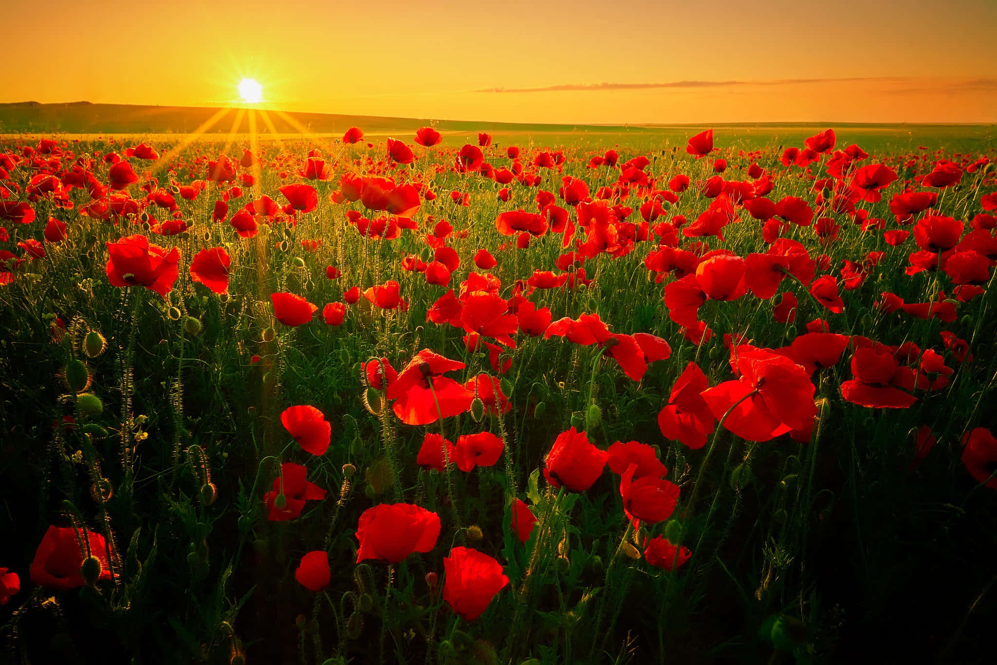 Poppy Field 桌布 壁紙 — 金黃色的夕陽沐浴著廣闊的鮮紅色罌粟花田，溫暖的光線中陽光穿透而過。