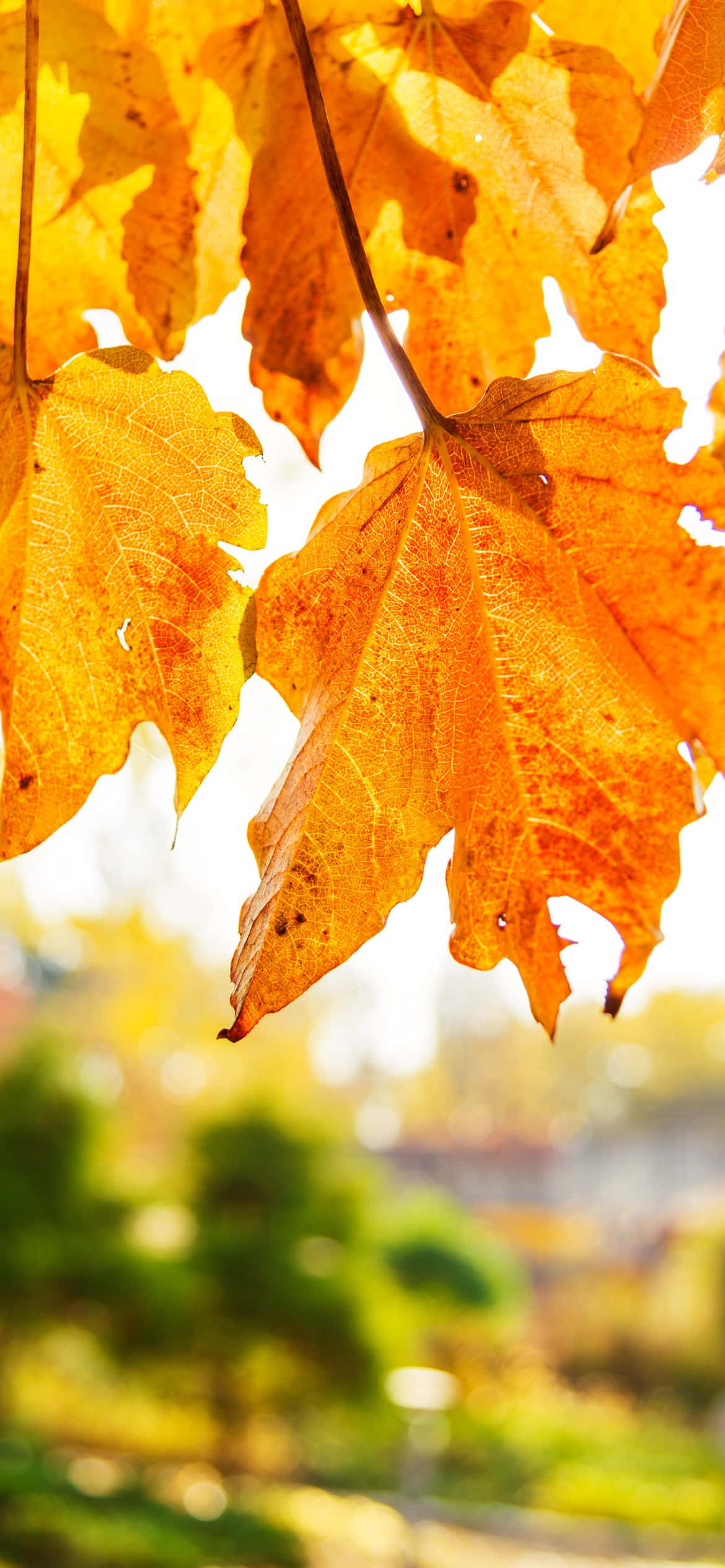 Best Fall 桌布 壁紙 — 金黃色的楓葉在明亮的天空和柔和的綠色散景背景下溫暖地發光。