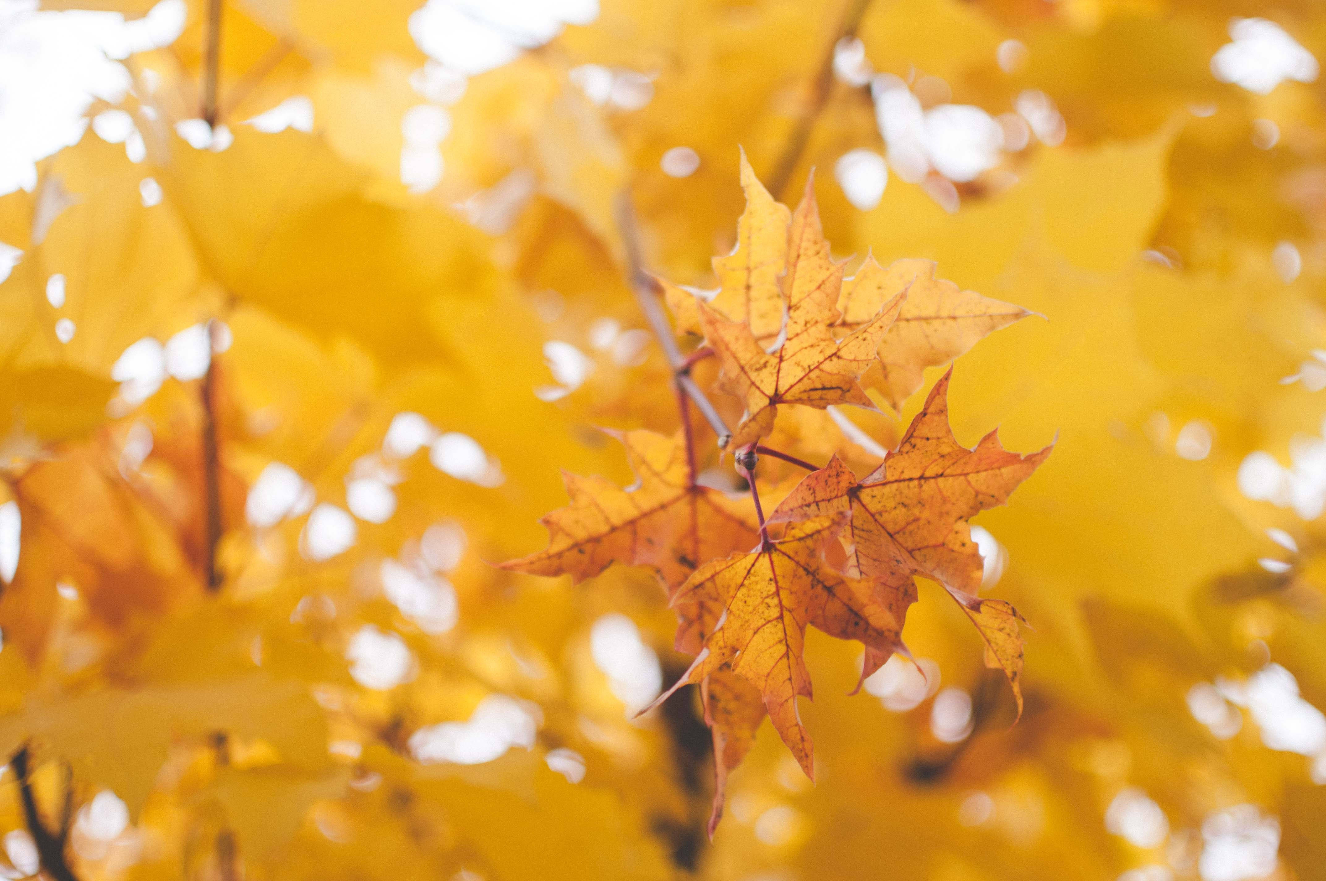 Leaves 桌布 壁紙 — 金黃色的楓葉在明亮的天空背景下，在淺景深的秋日場景中柔和地發光。