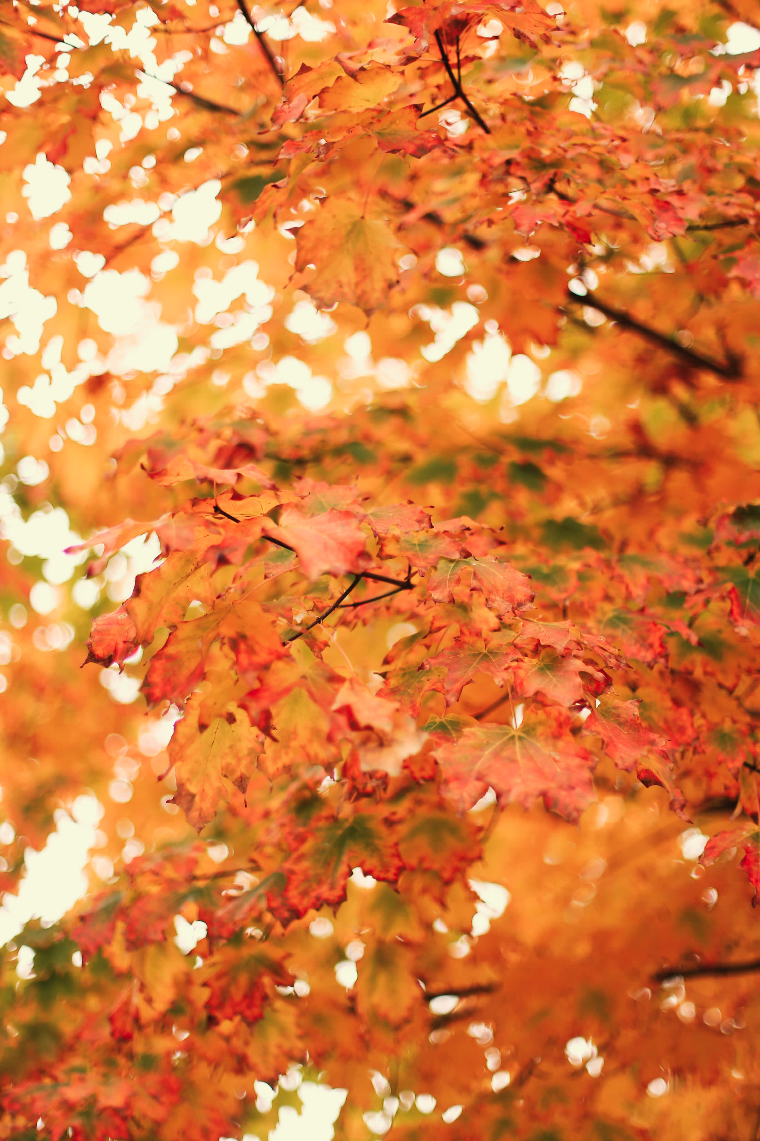 Fall 桌布 壁紙 — 金黃色的楓葉在明亮的散景天空下，在清爽的秋日陽光中溫暖地發光。