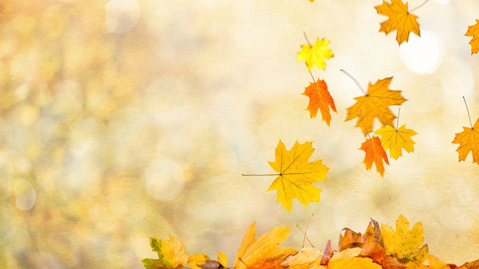 Autumn Leaves 桌布 壁紙 — 金黃色的楓葉在柔和散景背景上輕輕飄落，帶有溫暖的秋日色調。