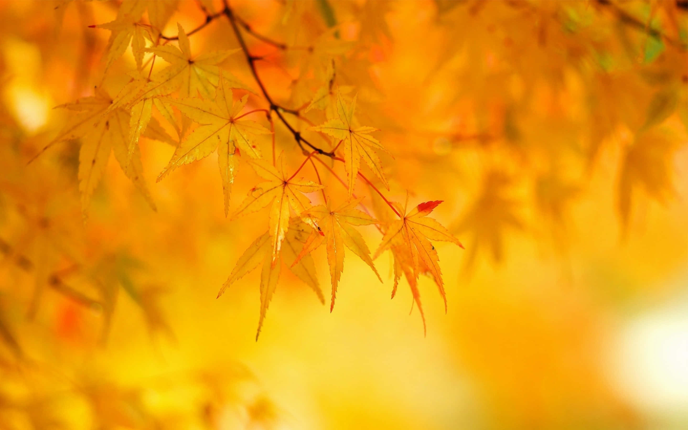 Yellow Leaves 桌布 壁紙 — 金黃色的楓葉在柔和模糊的秋季背景下溫暖地發光。