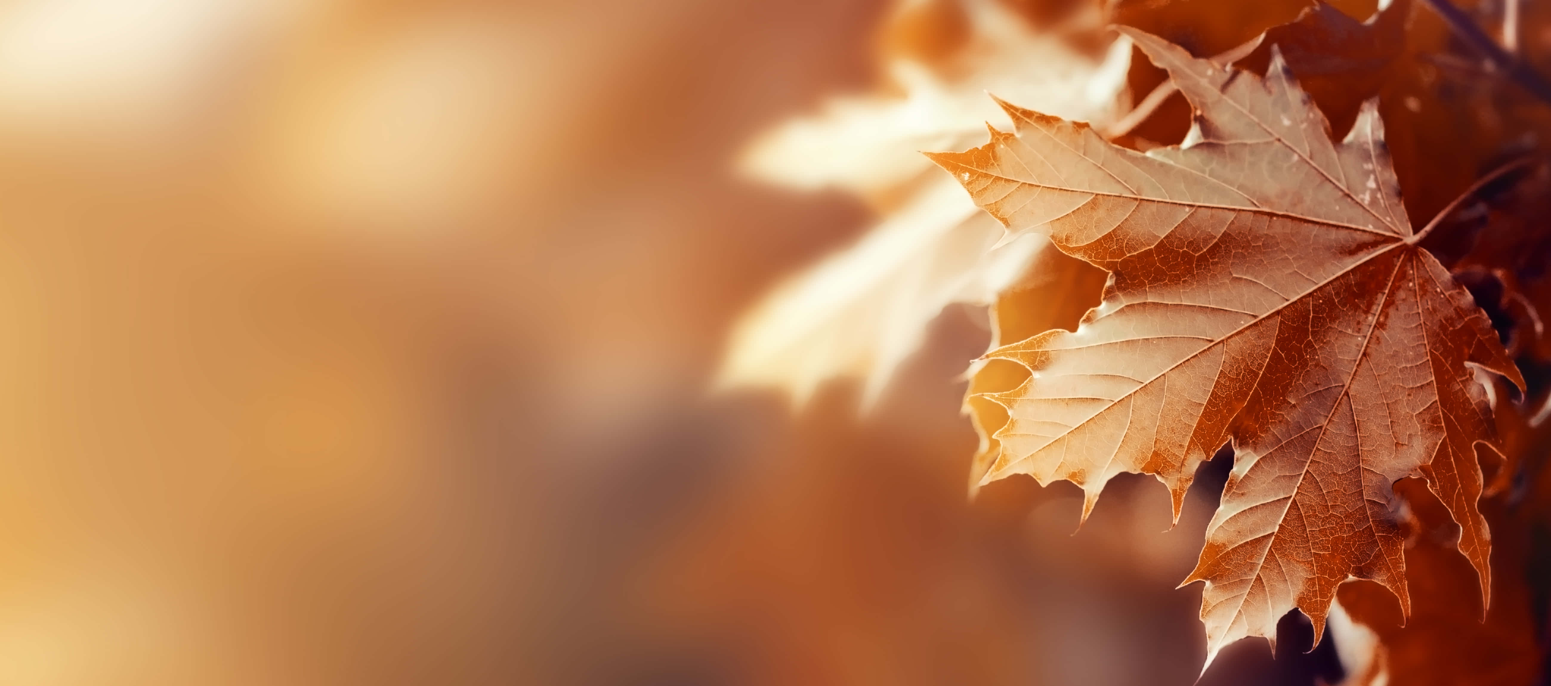 Simple Fall 桌布 壁紙 — 金黃色的楓葉在柔和模糊的秋日背景下溫暖地發光。
