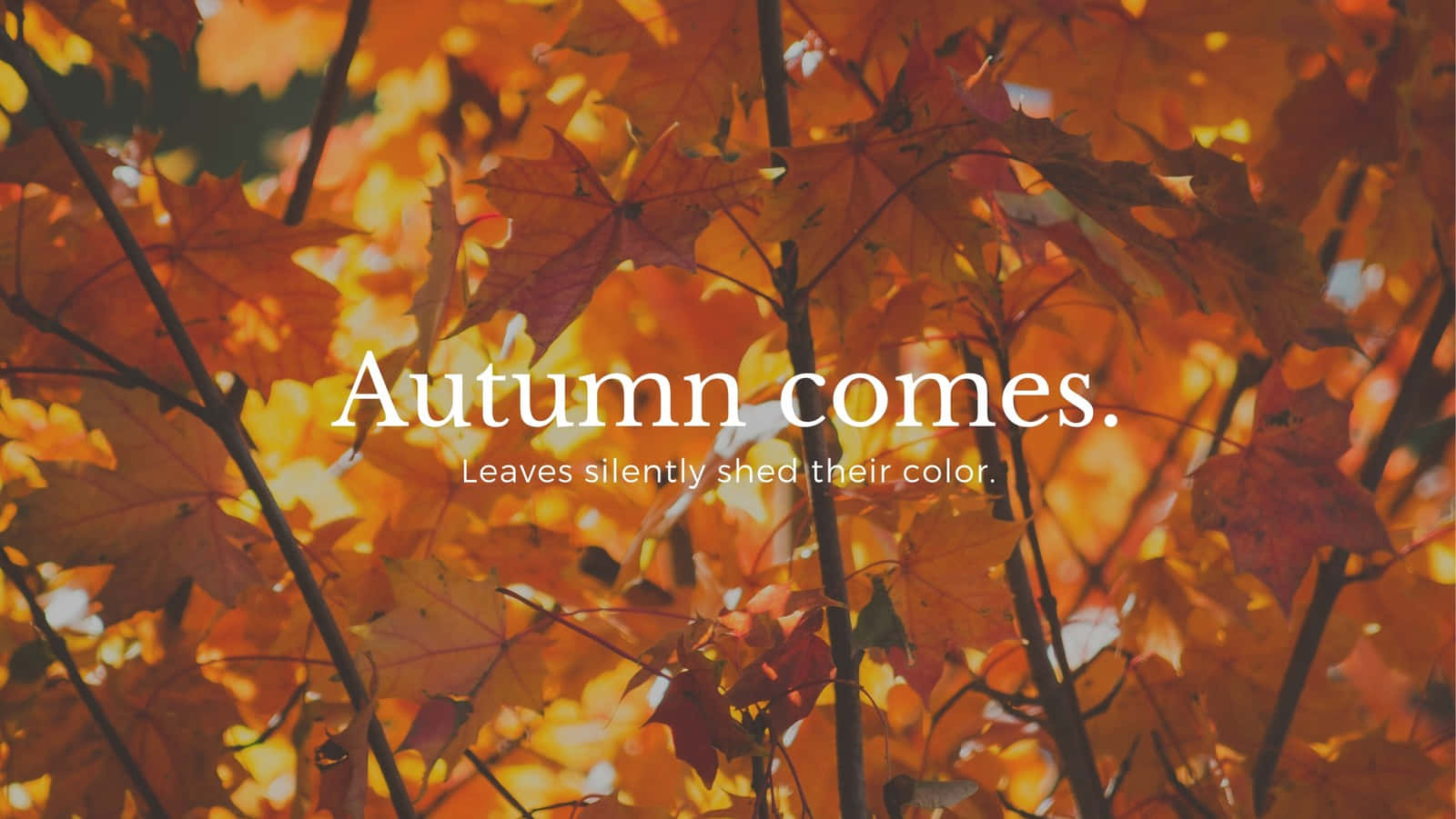 Autumn Fall 桌布 壁紙 — 金黃色的楓葉在柔和陽光穿過樹枝的照射下溫暖地發光，呈現寧靜的秋日景象。