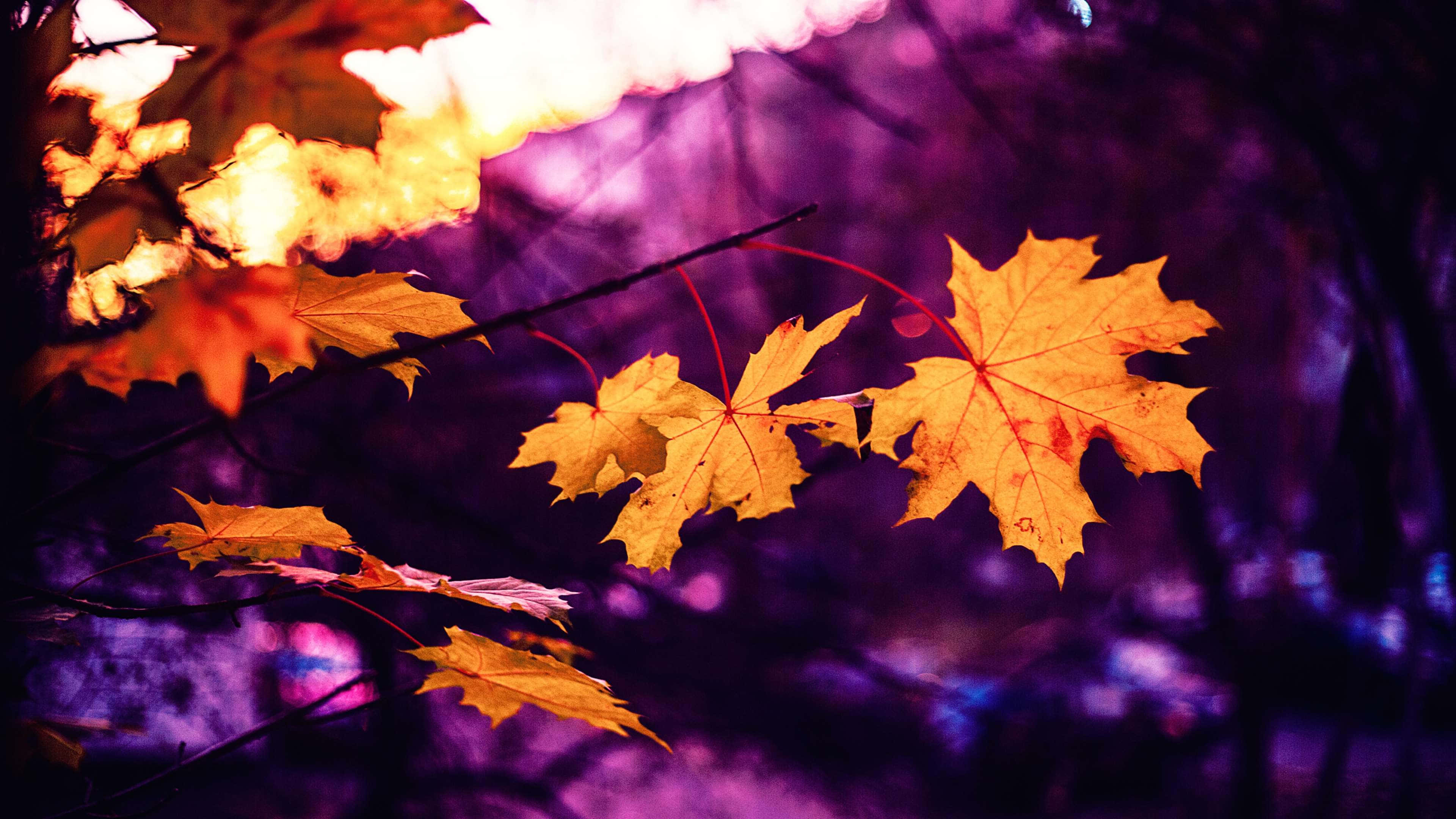 Fall Scenes 桌布 壁紙 — 金黃色的楓葉在深紫色暮色森林背景下溫暖地發光。