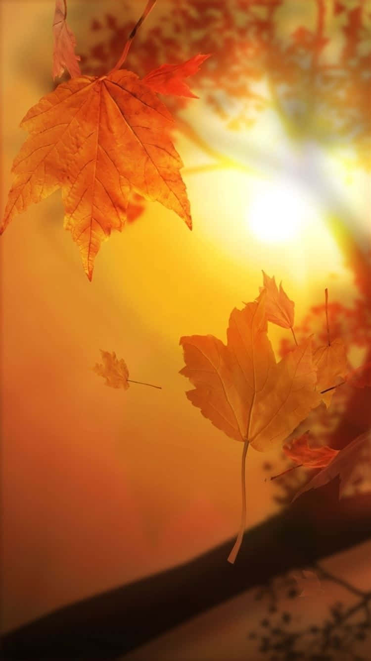 Cool Fall 桌布 壁紙 — 金黃色的楓葉在溫暖燦爛的日落天空下輕輕飄揚，背景帶有柔和的散景效果。