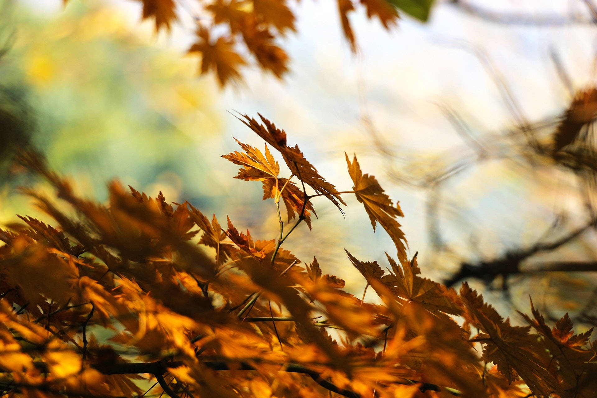 Leaves 桌布 壁紙 — 金黃色的楓葉在秋日陽光下，對著柔和模糊的天空溫暖地發光。