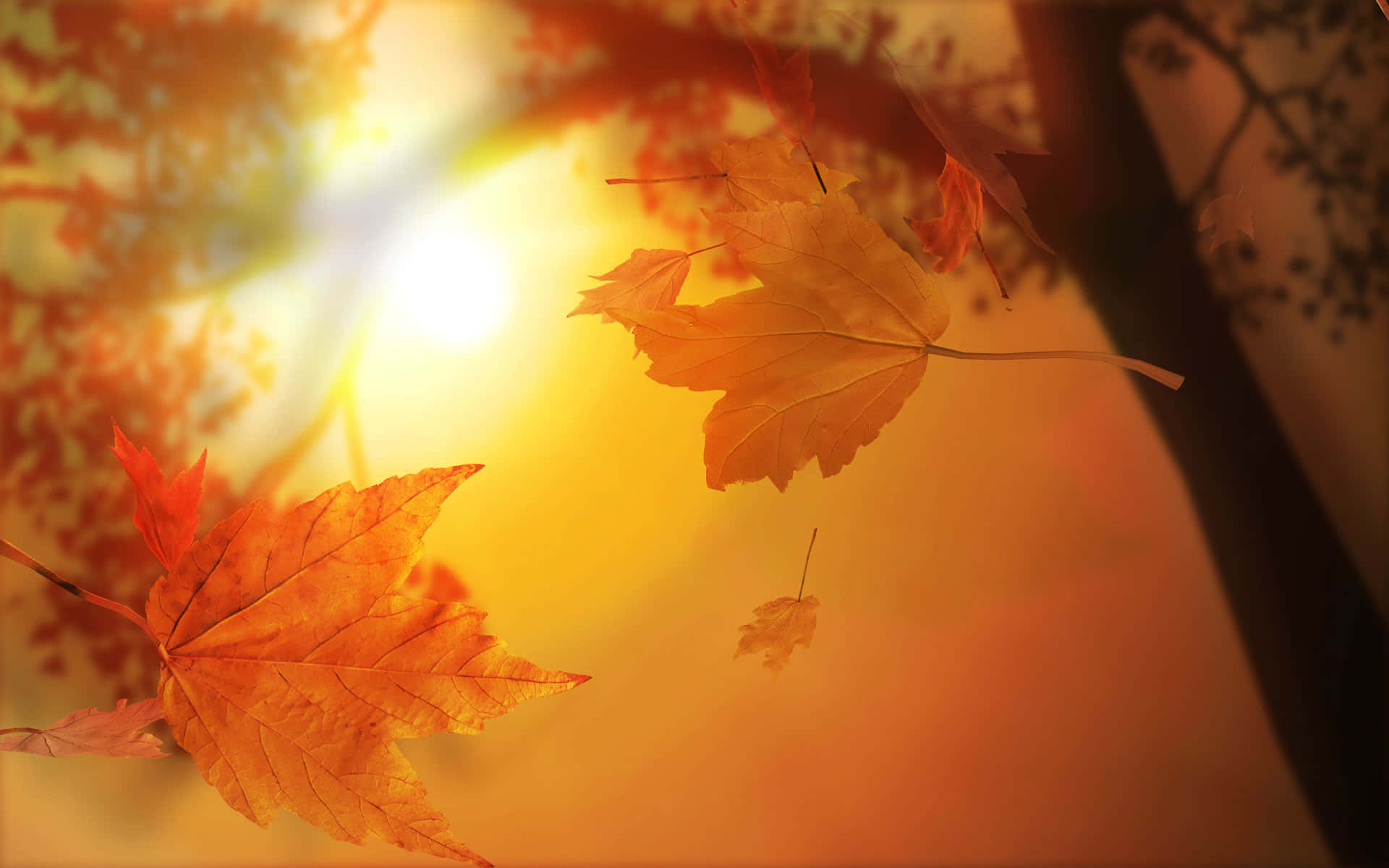 Simple Fall 桌布 壁紙 — 金黃色的楓葉在穿過秋枝的溫暖陽光中飄蕩。