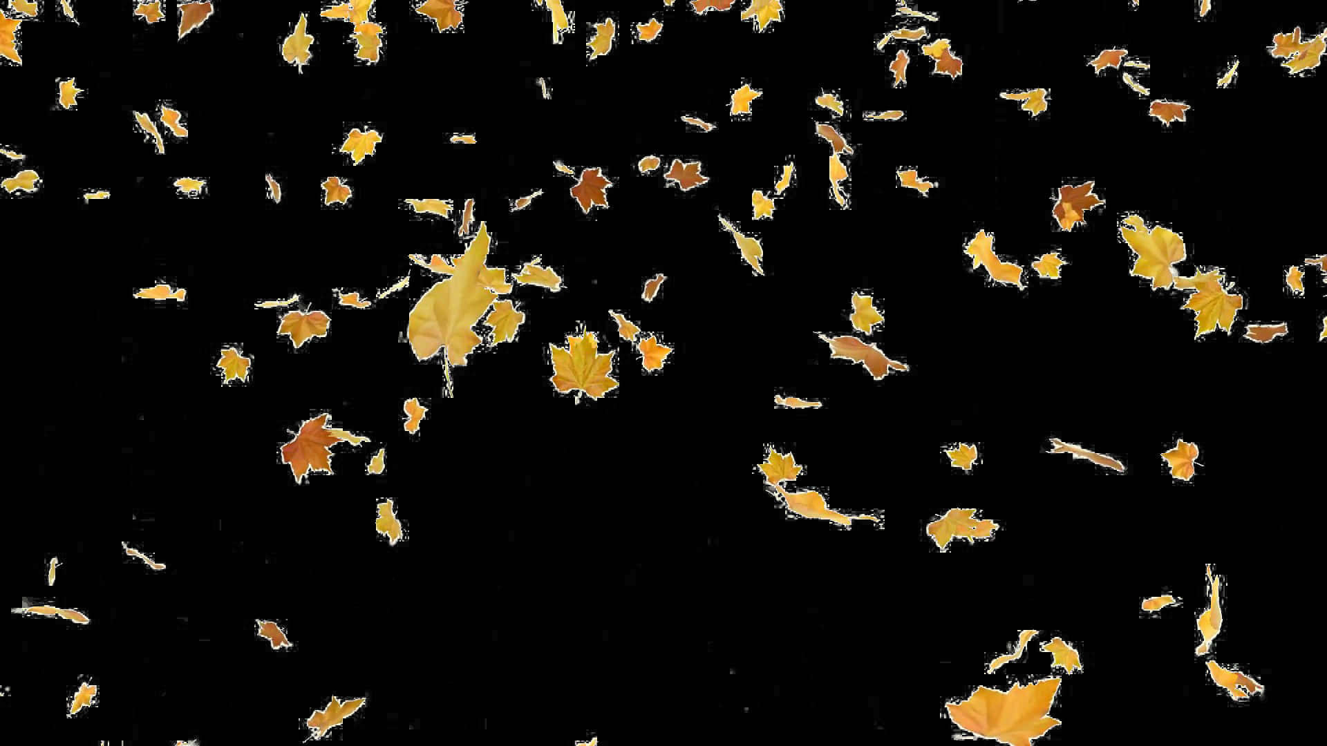 Fall Leaf 桌布 壁紙 — 金黃色的楓葉在鮮明的黑色背景下輕輕飄落，形成動態的秋日瀑布。