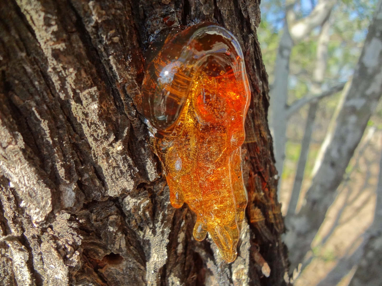 樹木 桌布 壁紙 — 金黃色的琥珀樹液從一棵粗糙的樹幹上滴落，背景是陽光明媚的森林和模糊的樹木。