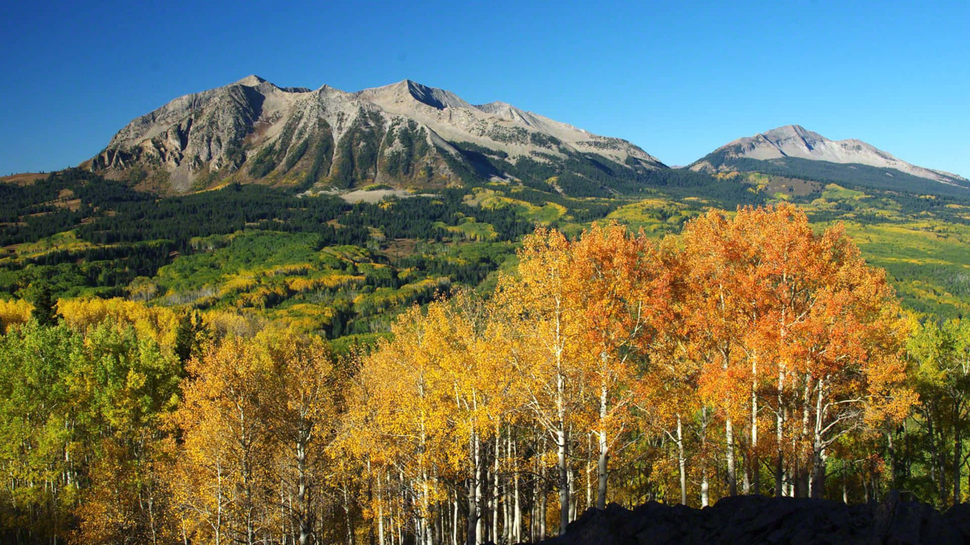 Fall Mountains 桌布 壁紙 — 金黃色的白楊樹在秋日清澈的藍天下，以崎嶇的山脈為背景，燦爛奪目。