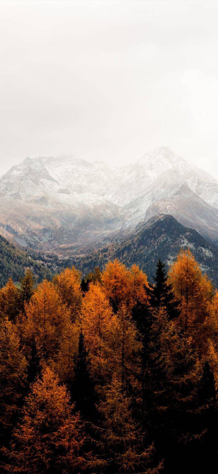 秋季 iPhone 桌布 壁紙 — 金黃色的秋樹襯托著白雪覆蓋的山峰，天空柔和多雲。