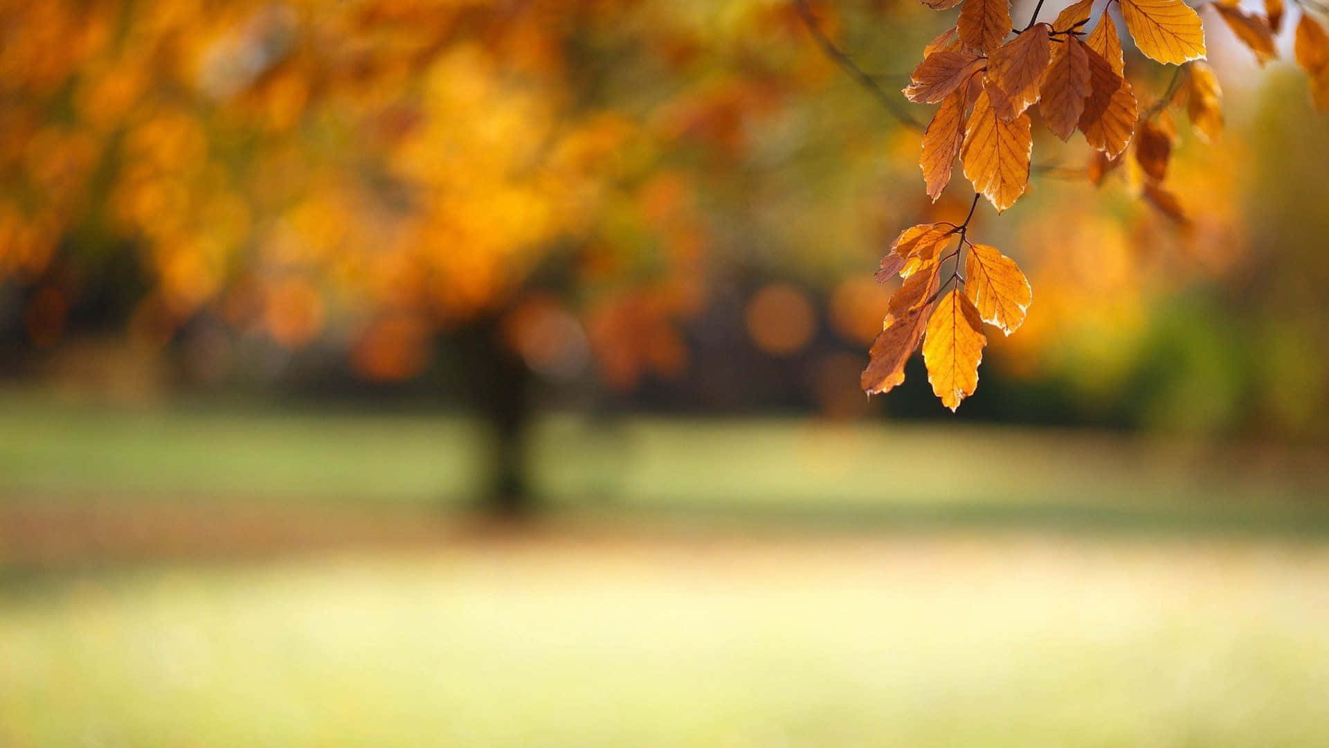 Nature Blur 桌布 壁紙 — 金黃色的秋葉在柔和焦點中，以溫暖陽光沐浴的模糊公園背景襯托下，優雅地懸掛著。