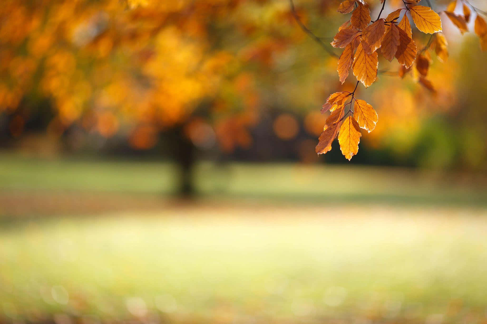 Nature Blur 桌布 壁紙 — 金黃色的秋葉在柔和焦點中精緻地懸掛著，背景是沐浴在溫暖陽光下的模糊公園。