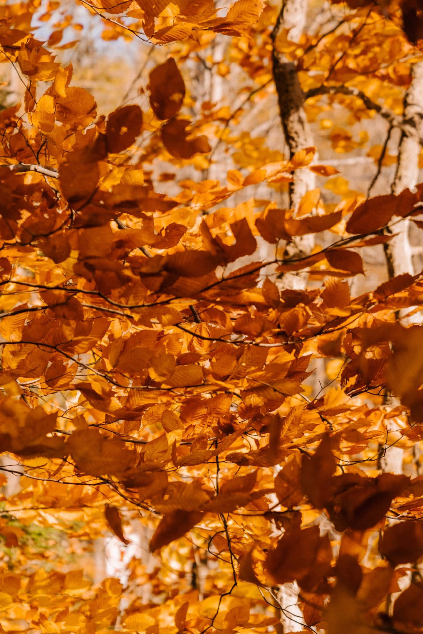 Fall Colors 桌布 壁紙 — 金黃色的秋葉在柔和的藍天映襯下，在陽光明媚的森林樹冠中溫暖地閃耀。