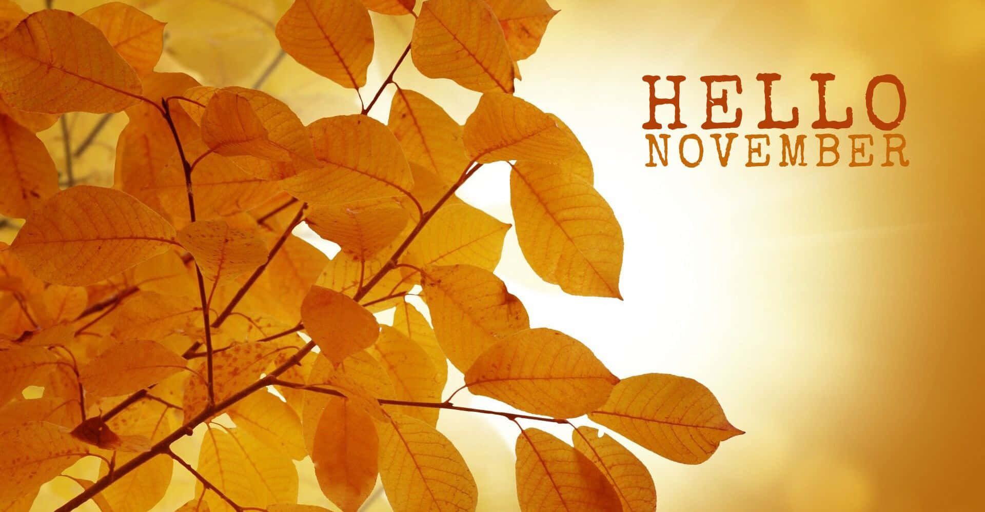 Cute November 桌布 壁紙 — 金黃色的秋葉在柔和陽光的背景下溫暖地發光，並帶有「hello november」文字。