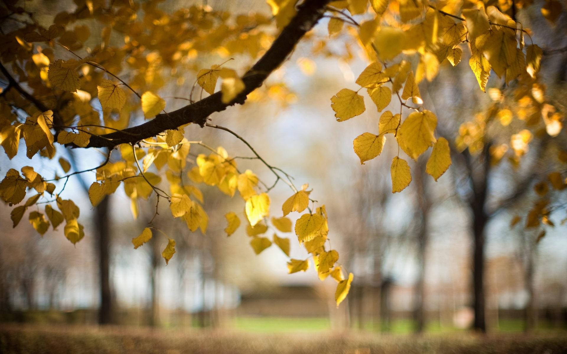 Nature Blur 桌布 壁紙 — 金黃色的秋葉在樹枝上溫暖地發光，背景是柔和模糊的森林。