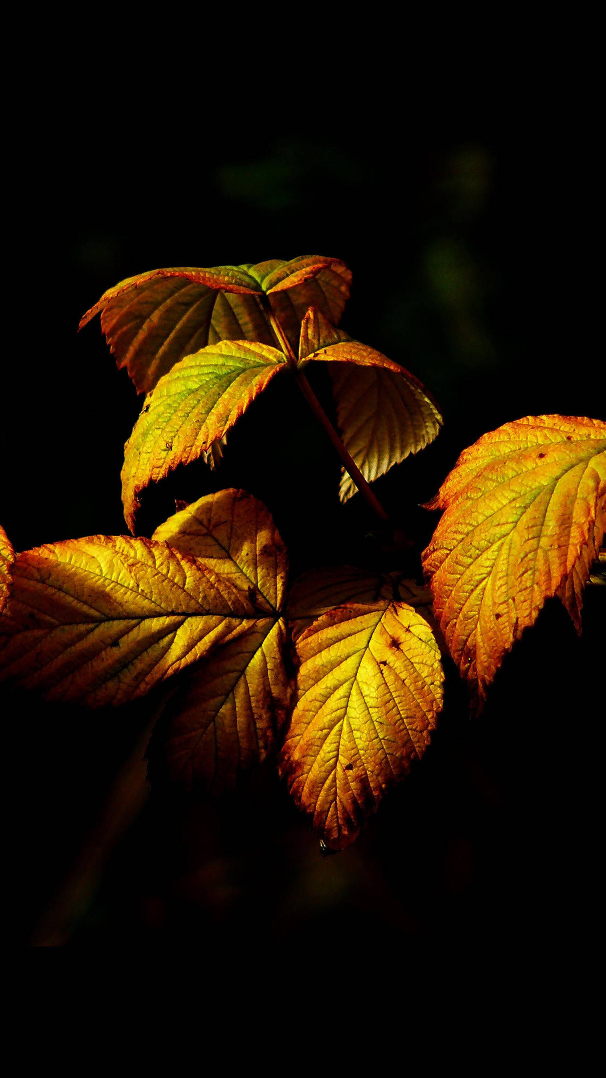 Leaves 桌布 壁紙 — 金黃色的秋葉在深黑色背景下溫暖地發光，形成戲劇性的特寫鏡頭。
