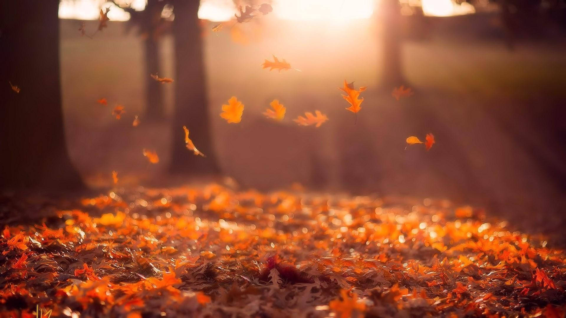 Beautiful Nature Photography 桌布 壁紙 — 金黃色的秋葉在溫暖的陽光中旋轉，陽光穿過樹木，下方鋪滿了落葉地毯。